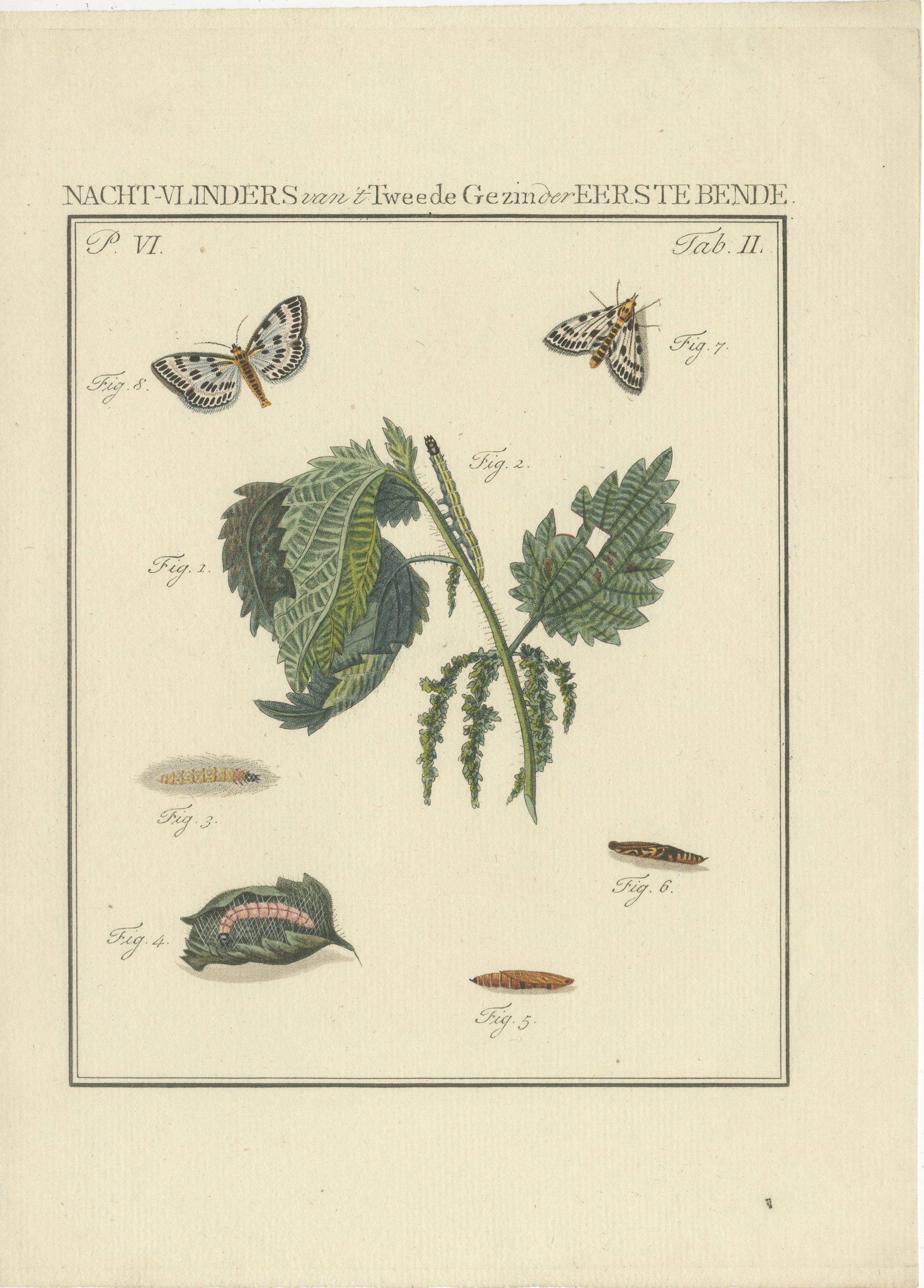Handkolorierte Gravur von Moths und Larvaen mit Netten aus dem 18. Jahrhundert  

Beschreibung:
Dieser detailreiche handkolorierte Stich mit dem Titel 'Nacht-Vlinders van 't Tweede Gezin der Eerste Bende Tab. II