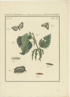 18th-Century Hand-Colored Engraving of Moths and Larvae with Nettles