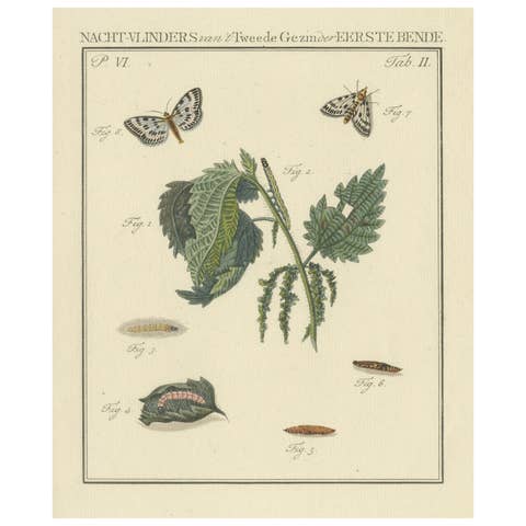 18th-Century Hand-Colored Engraving of Moths and Larvae with Nettles