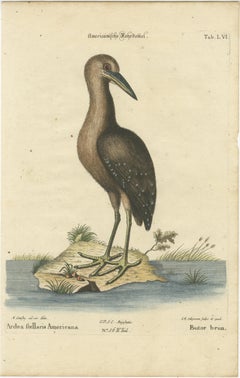 18th Century Hand-Colored Engraving of the American Bittern by Seligmann