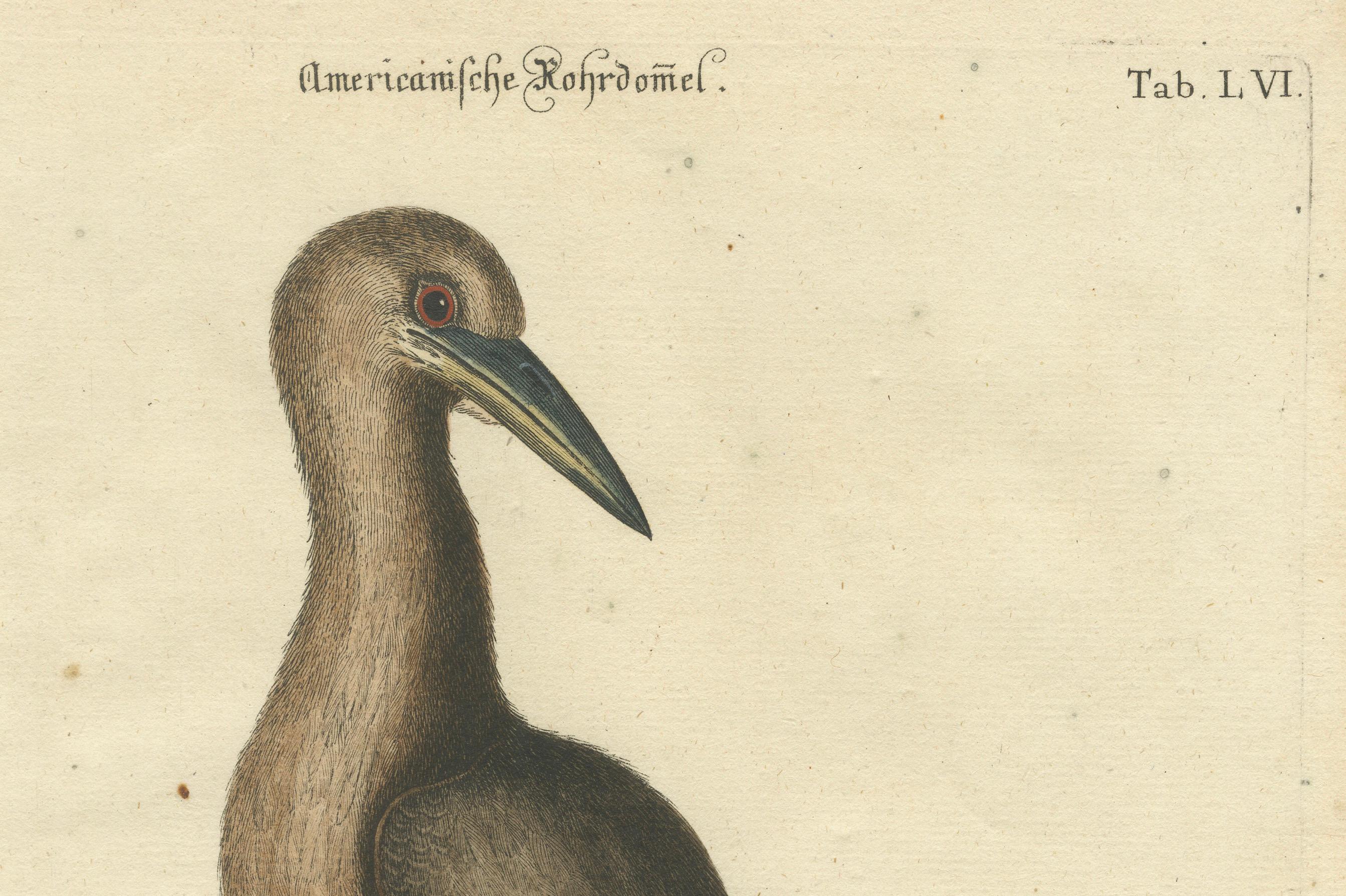 Handkolorierte Gravur des amerikanischen Bitterns aus dem 18. Jahrhundert von Seligmann im Zustand „Gut“ im Angebot in Langweer, NL