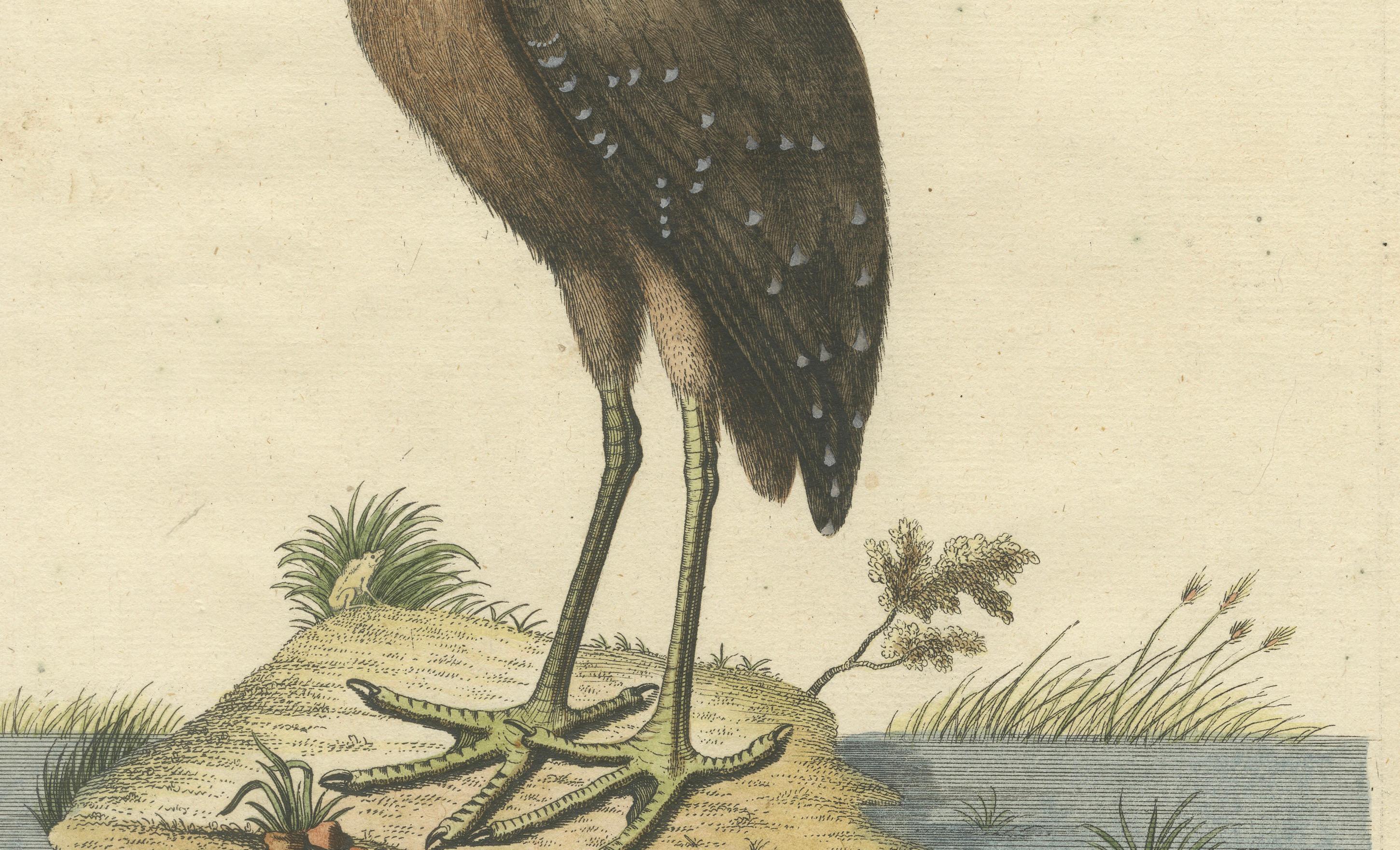 Handkolorierte Gravur des amerikanischen Bitterns aus dem 18. Jahrhundert von Seligmann (Spätes 18. Jahrhundert) im Angebot