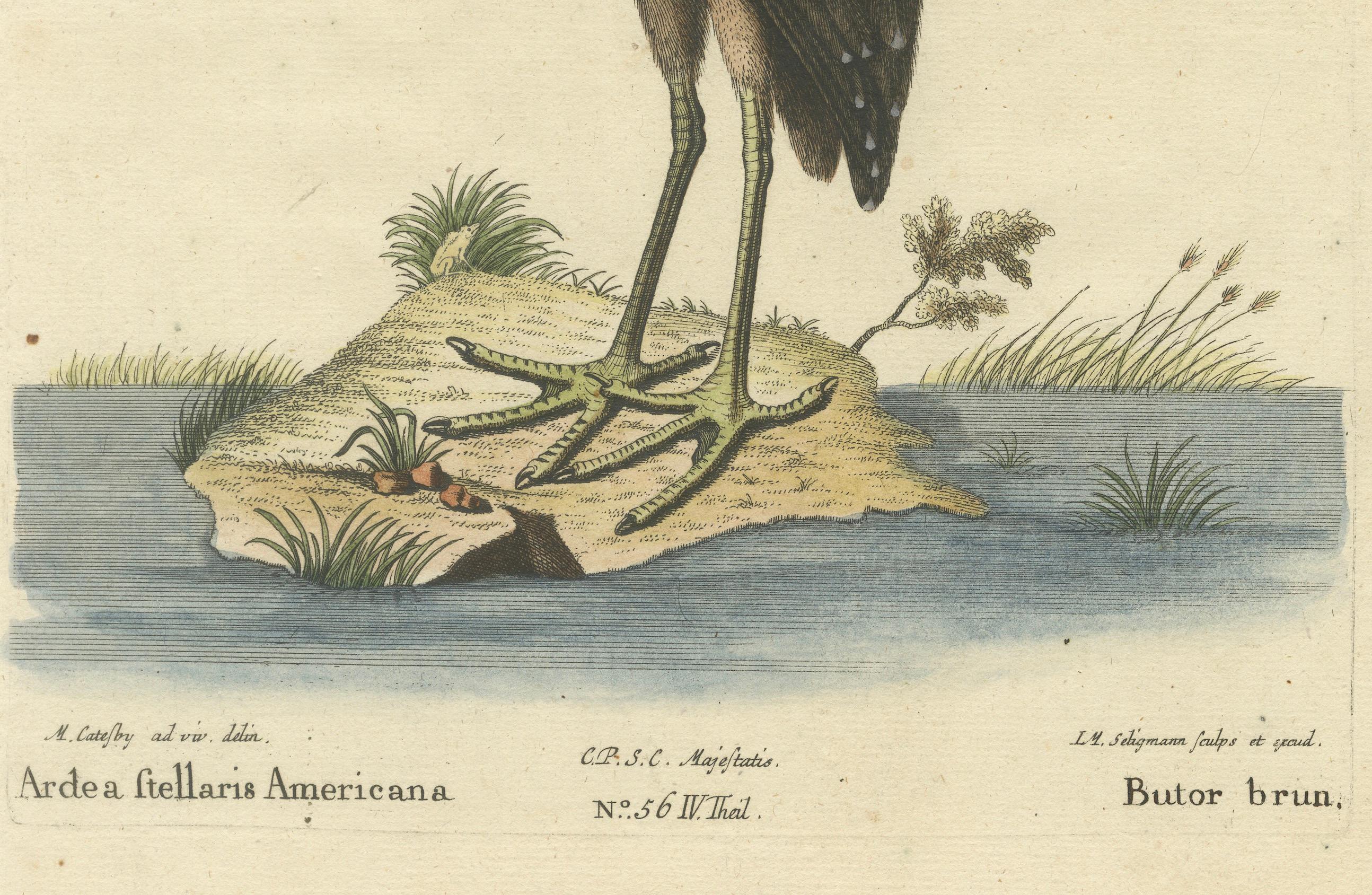 Handkolorierte Gravur des amerikanischen Bitterns aus dem 18. Jahrhundert von Seligmann (Papier) im Angebot