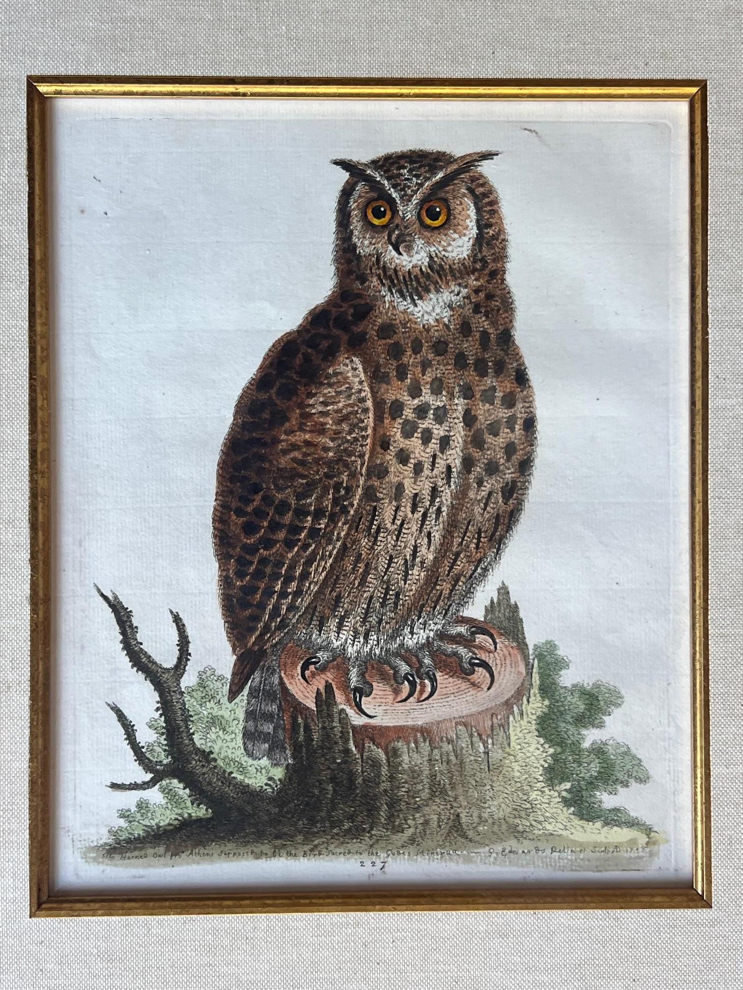 Handkolorierte Stiche von George Edwards aus dem 18. Jahrhundert, 2 Exemplare im Angebot 3