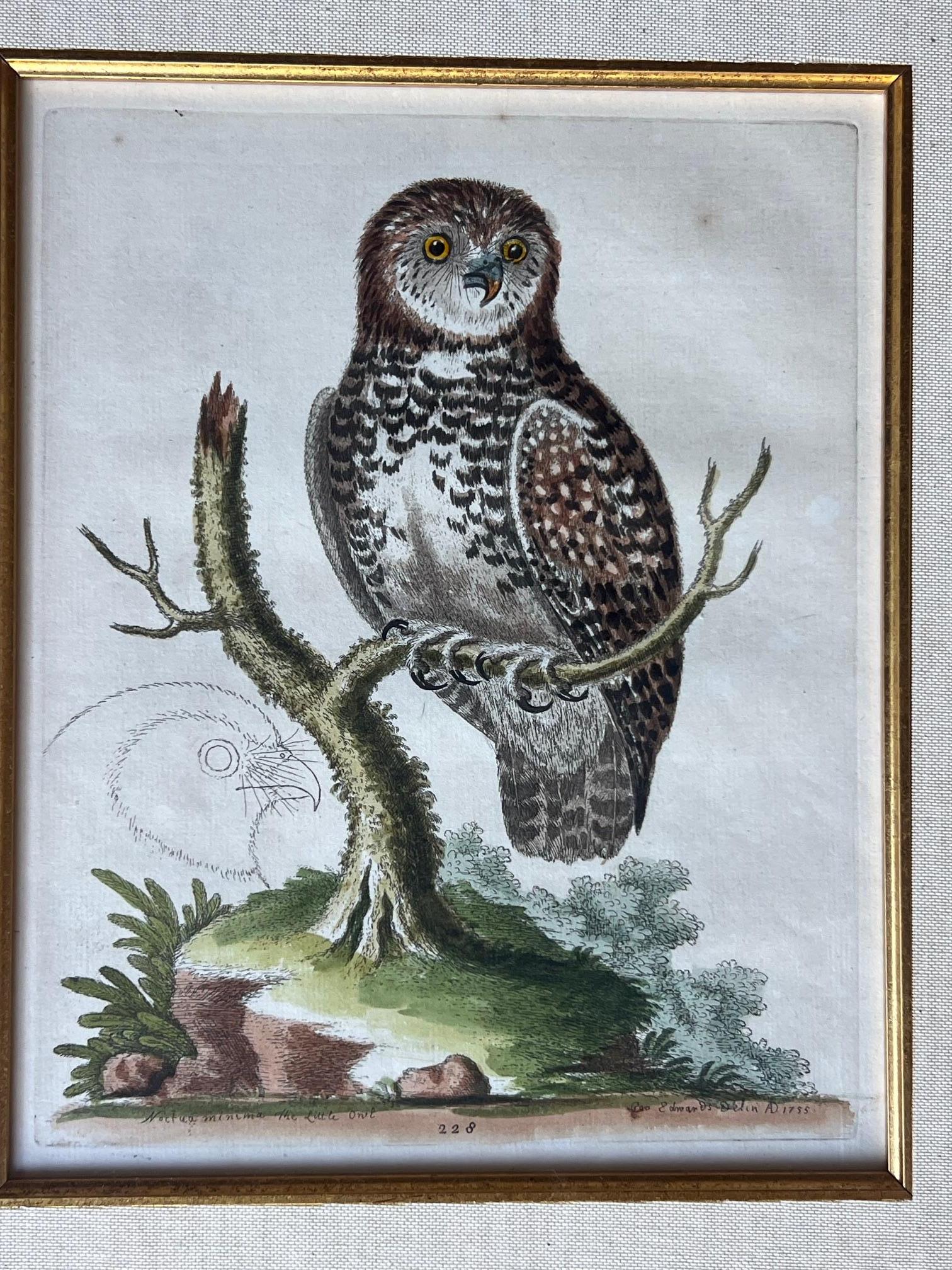 Handkolorierte Stiche von George Edwards aus dem 18. Jahrhundert, 2 Exemplare im Angebot 4