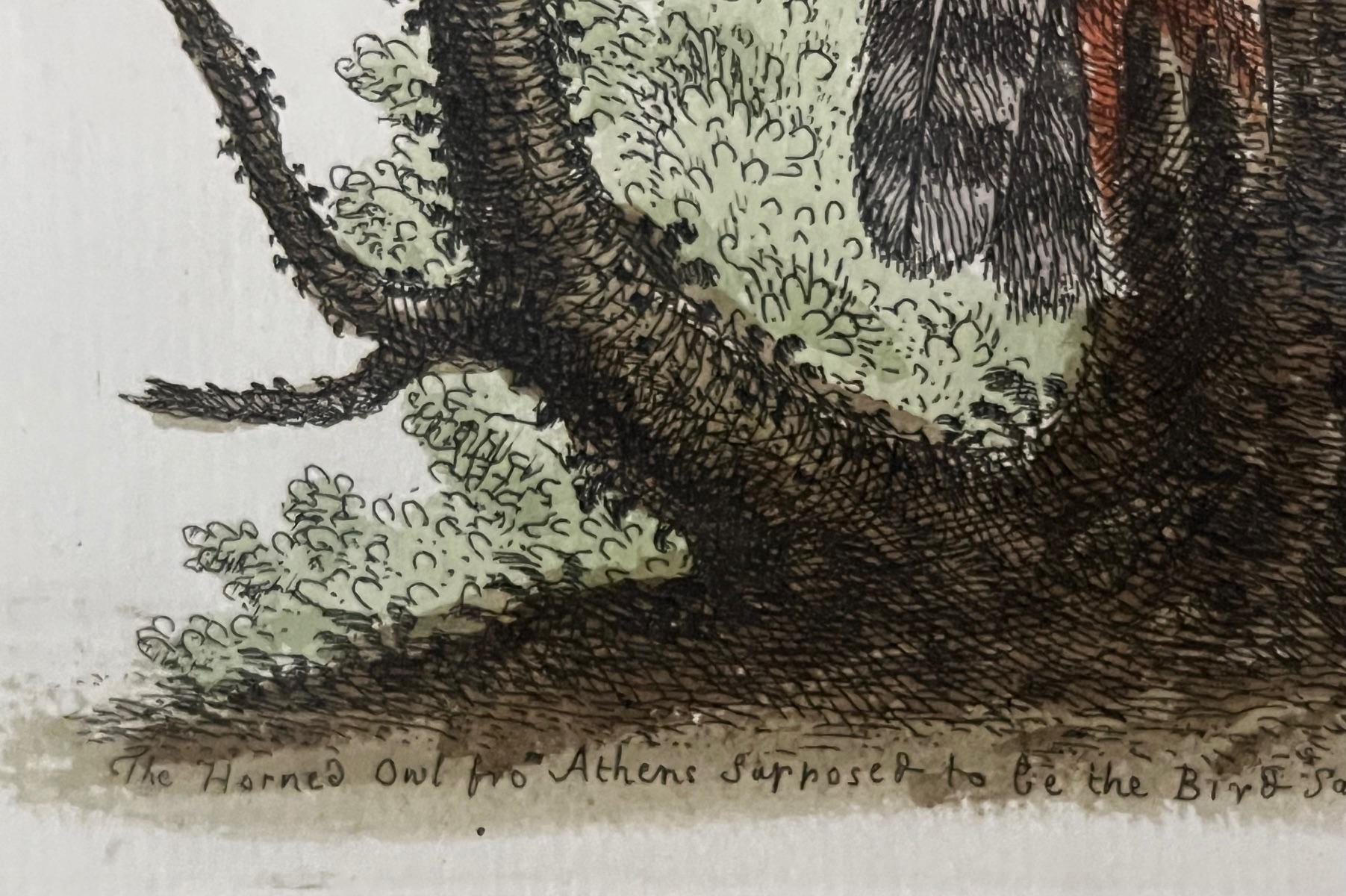 Handkolorierte Stiche von George Edwards aus dem 18. Jahrhundert, 2 Exemplare im Angebot 5