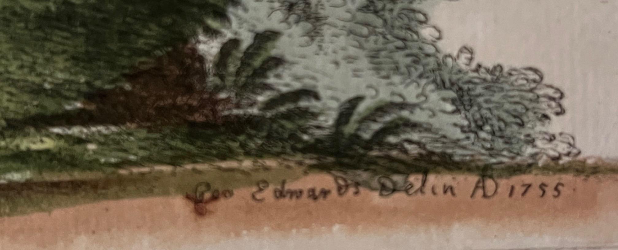 Handkolorierte Stiche von George Edwards aus dem 18. Jahrhundert, 2 Exemplare im Angebot 6