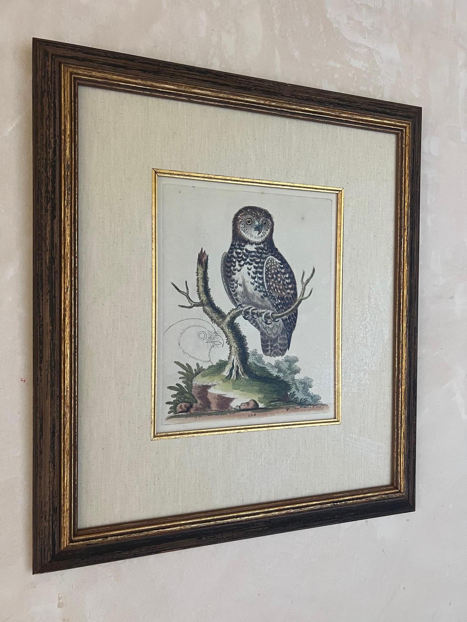 Handkolorierte Stiche von George Edwards aus dem 18. Jahrhundert, 2 Exemplare (Britisch) im Angebot