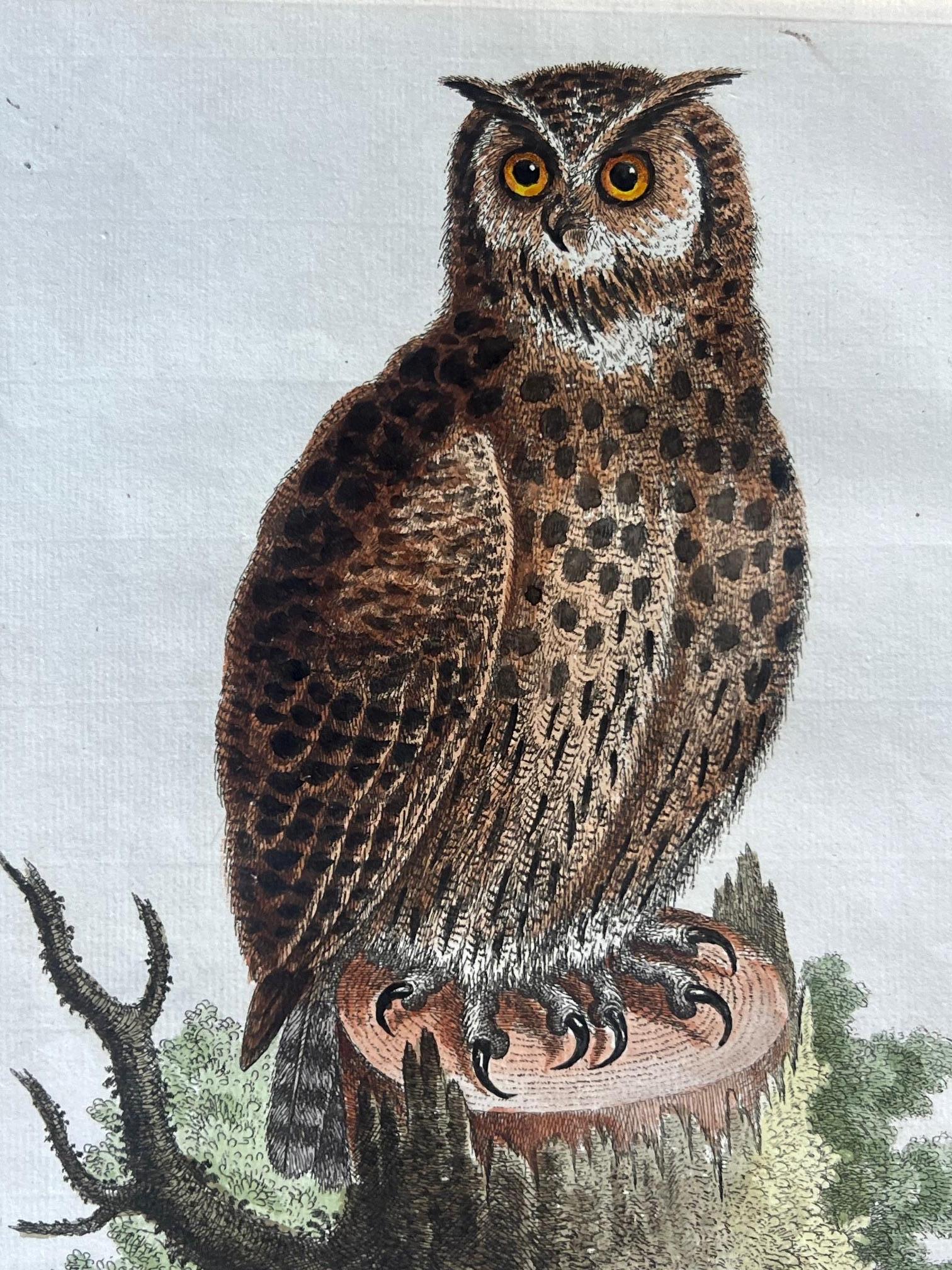 Handkolorierte Stiche von George Edwards aus dem 18. Jahrhundert, 2 Exemplare im Zustand „Gut“ im Angebot in Ross, CA