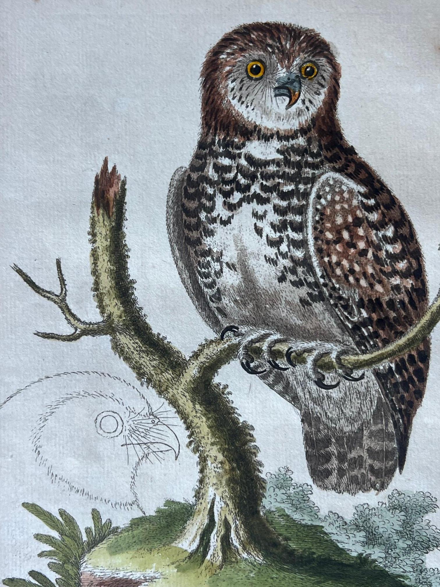 Handkolorierte Stiche von George Edwards aus dem 18. Jahrhundert, 2 Exemplare (Papier) im Angebot