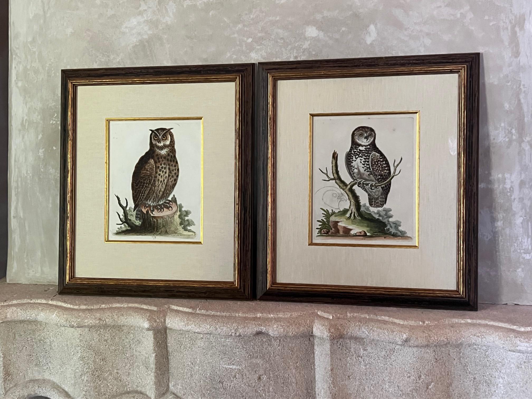 Handkolorierte Stiche von George Edwards aus dem 18. Jahrhundert, 2 Exemplare im Angebot 1