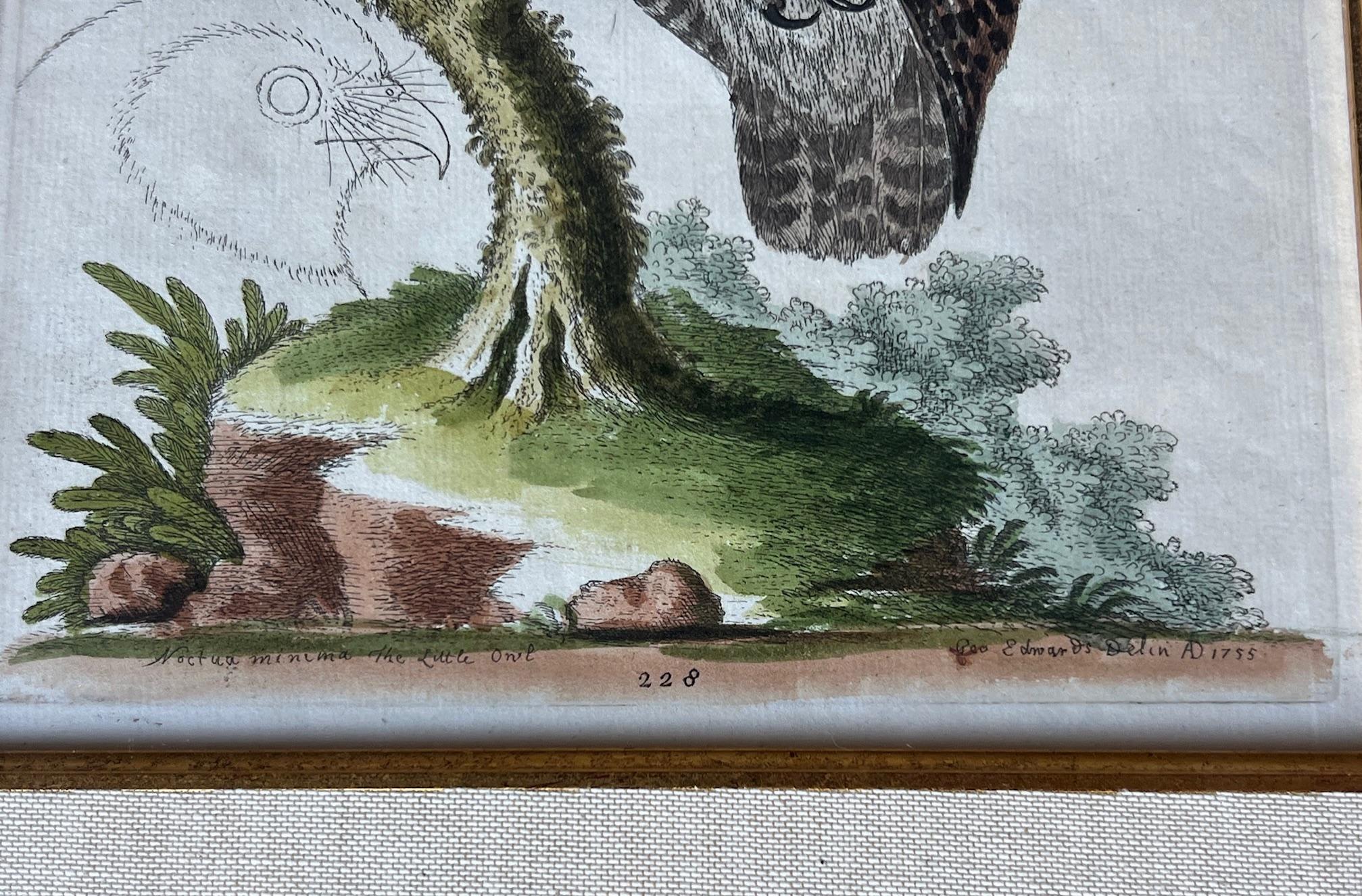 Handkolorierte Stiche von George Edwards aus dem 18. Jahrhundert, 2 Exemplare im Angebot 2