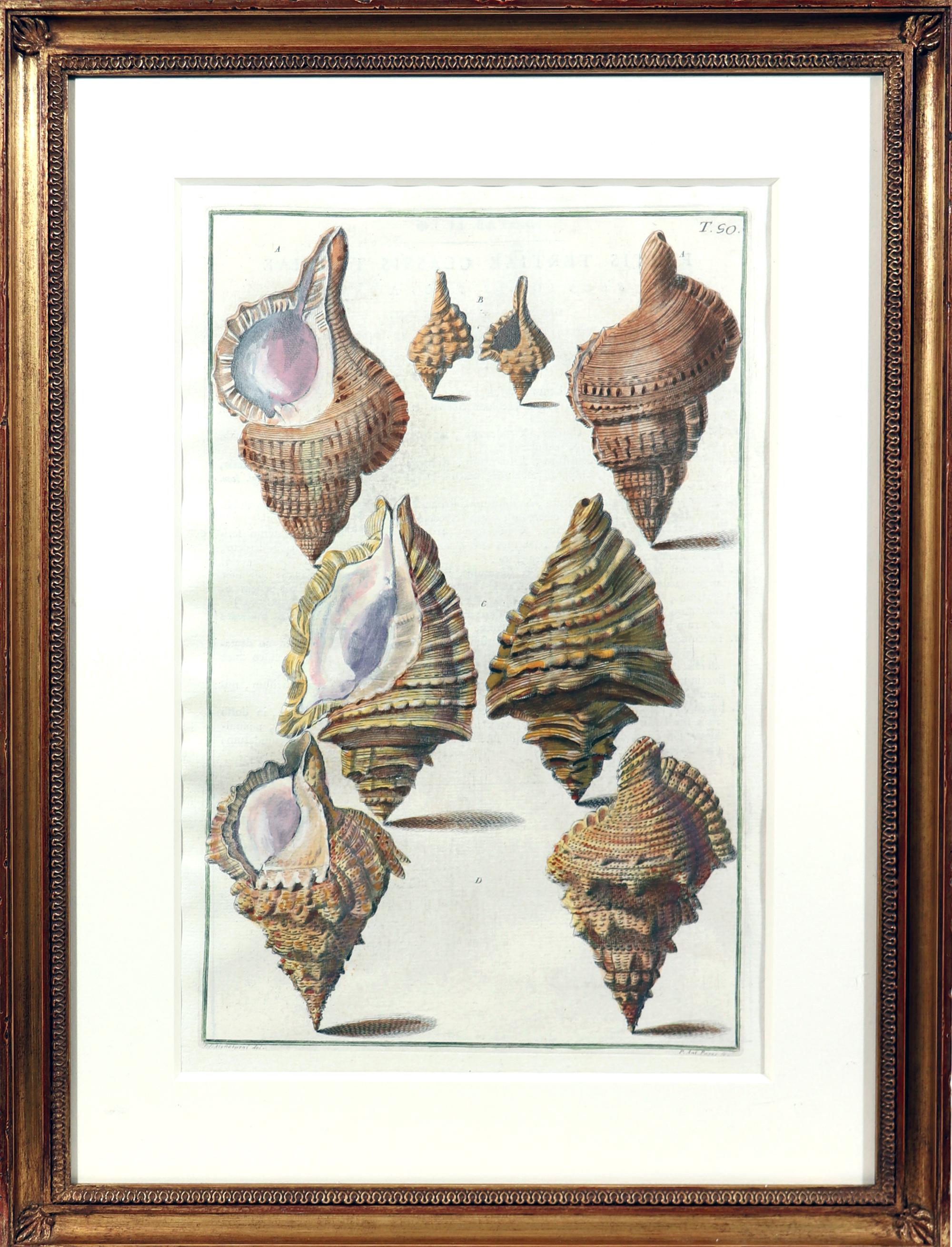 18th-Century Hand-Colored Engravings of Sea Shells, Niccolo Gualtieri 4