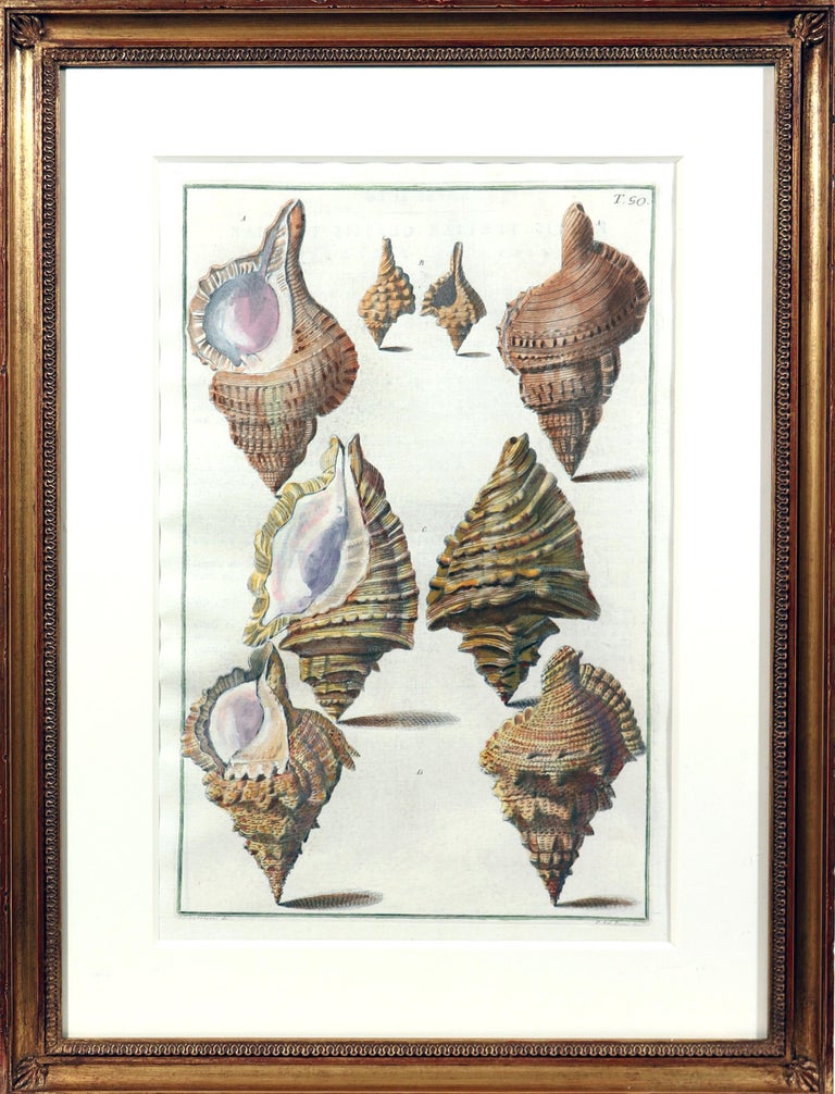 18th-Century Hand-Colored Engravings of Sea Shells, Niccolo Gualtieri ...
