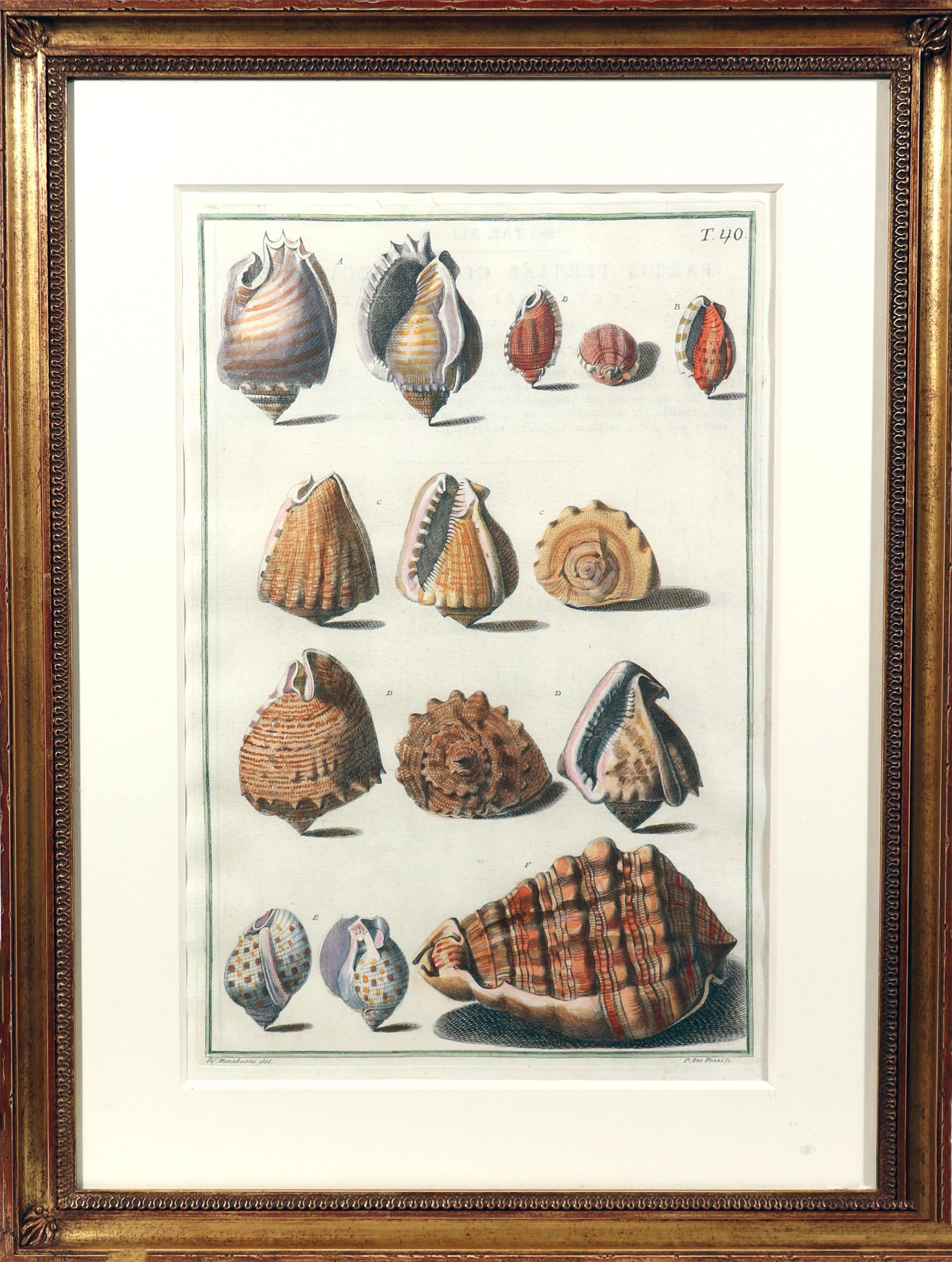 18th-Century Hand-colored Engravings of Sea Shells, 
 Niccolo Gualtieri (1688-1744),
 A Set of Six Framed Engravings,
Circa 1742
 
 The set of six hand-colored engravings display an array of seashells by Niccolo Gualtieri.
 
 
 Provenance: