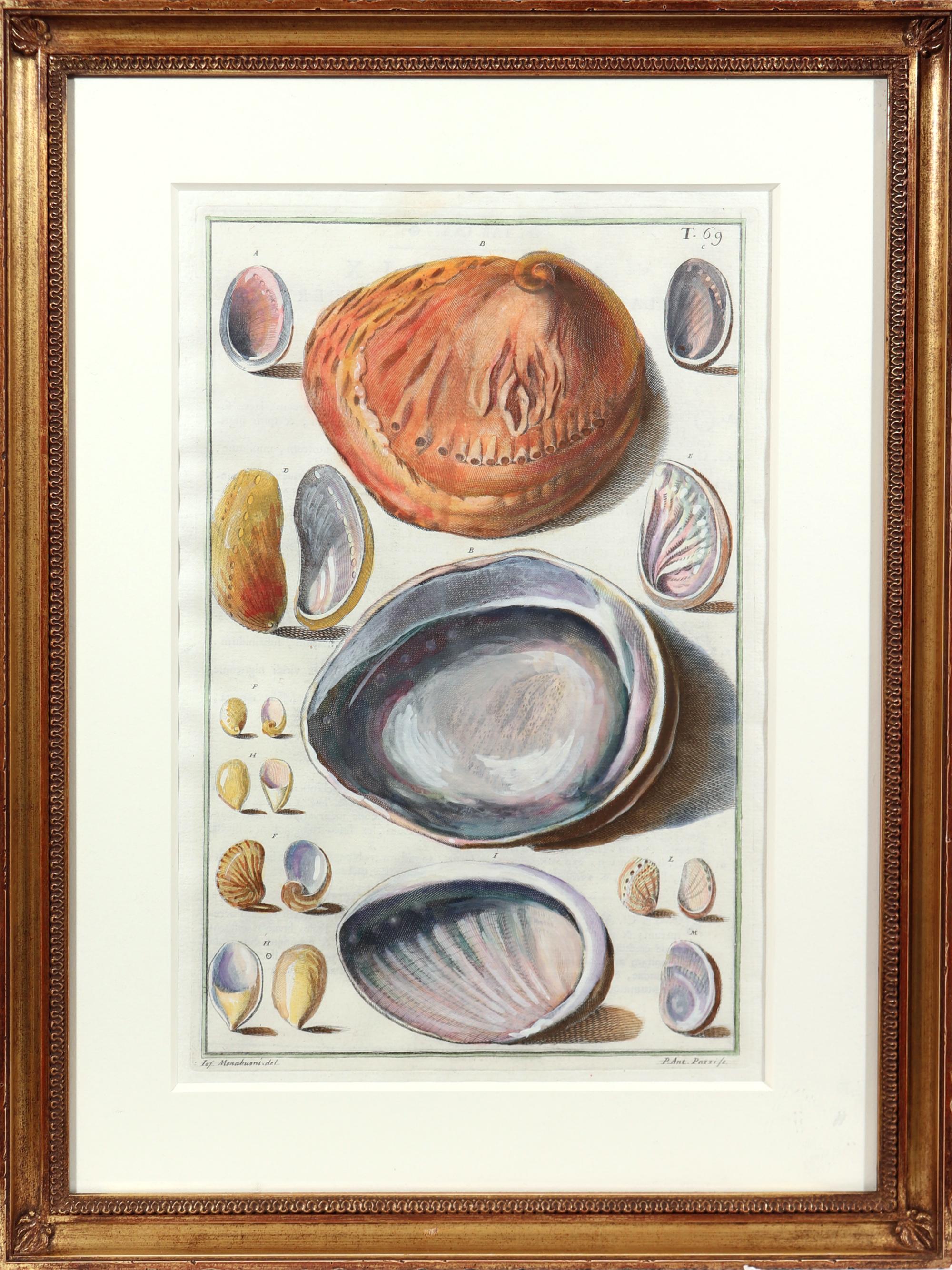 18th-Century Hand-Colored Engravings of Sea Shells, Niccolo Gualtieri In Good Condition In Downingtown, PA