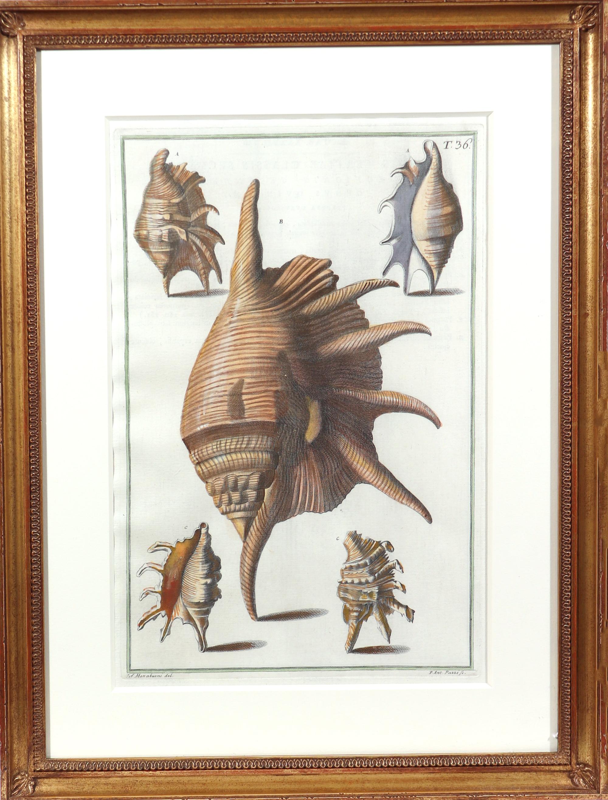 18th Century 18th-Century Hand-Colored Engravings of Sea Shells, Niccolo Gualtieri