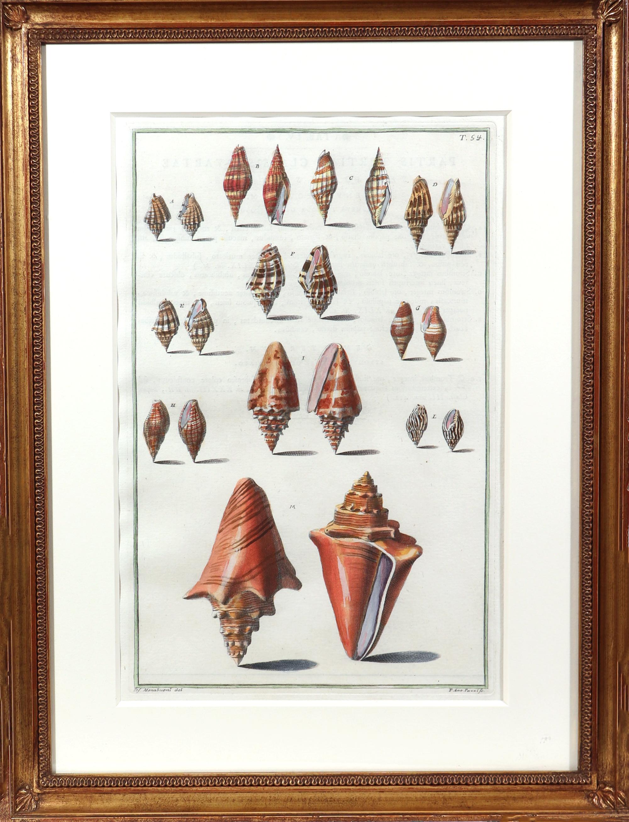 Paper 18th-Century Hand-Colored Engravings of Sea Shells, Niccolo Gualtieri