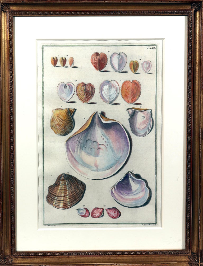 18th-Century Hand-Colored Engravings of Sea Shells, Niccolo Gualtieri ...