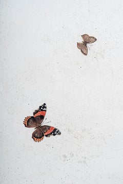 18th Century Hand-Painted Venetian Style White Arena Coffee Table with butterfly