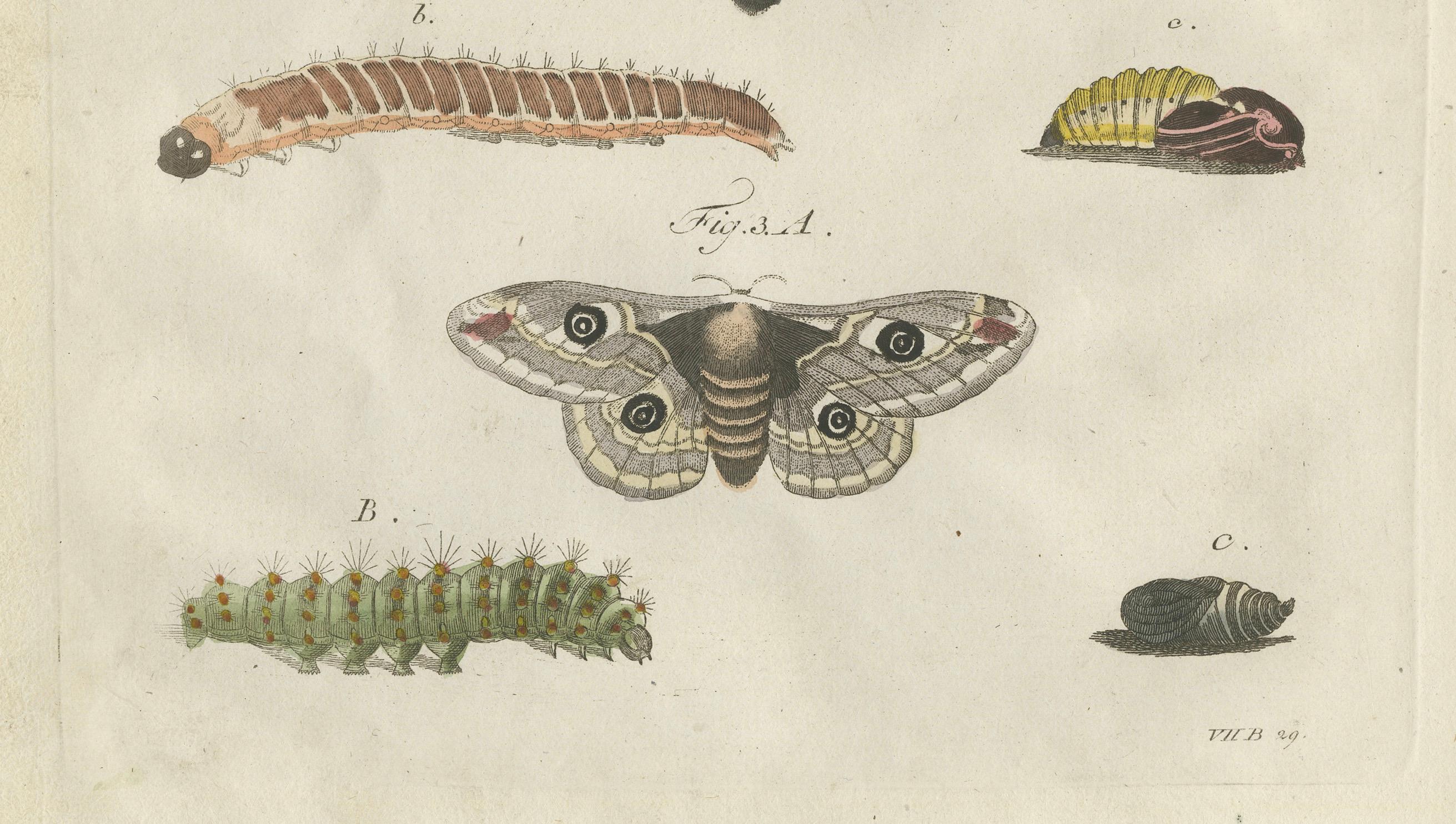 Titre : Plaque entomologique du XVIIIe siècle coloriée à la main - Stades de vie des papillons de nuit et chenilles

Description :   Cette gravure du XVIIIe siècle, colorée à la main et magnifiquement détaillée, présente une exploration fascinante