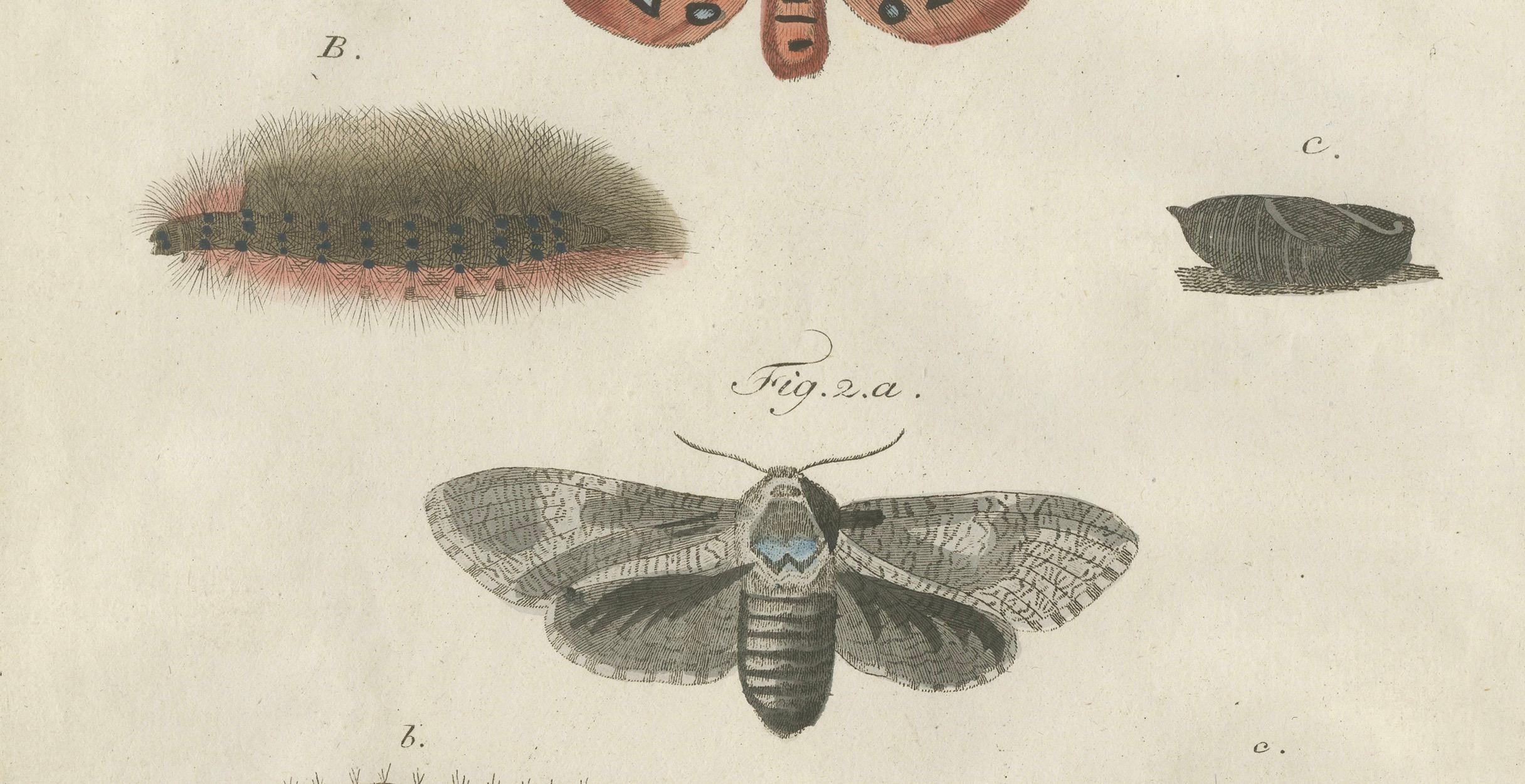 Gravé Planche entomologique du XVIIIe siècle coloriée à la main - Stades de vie des papillons de nuit et chenilles en vente
