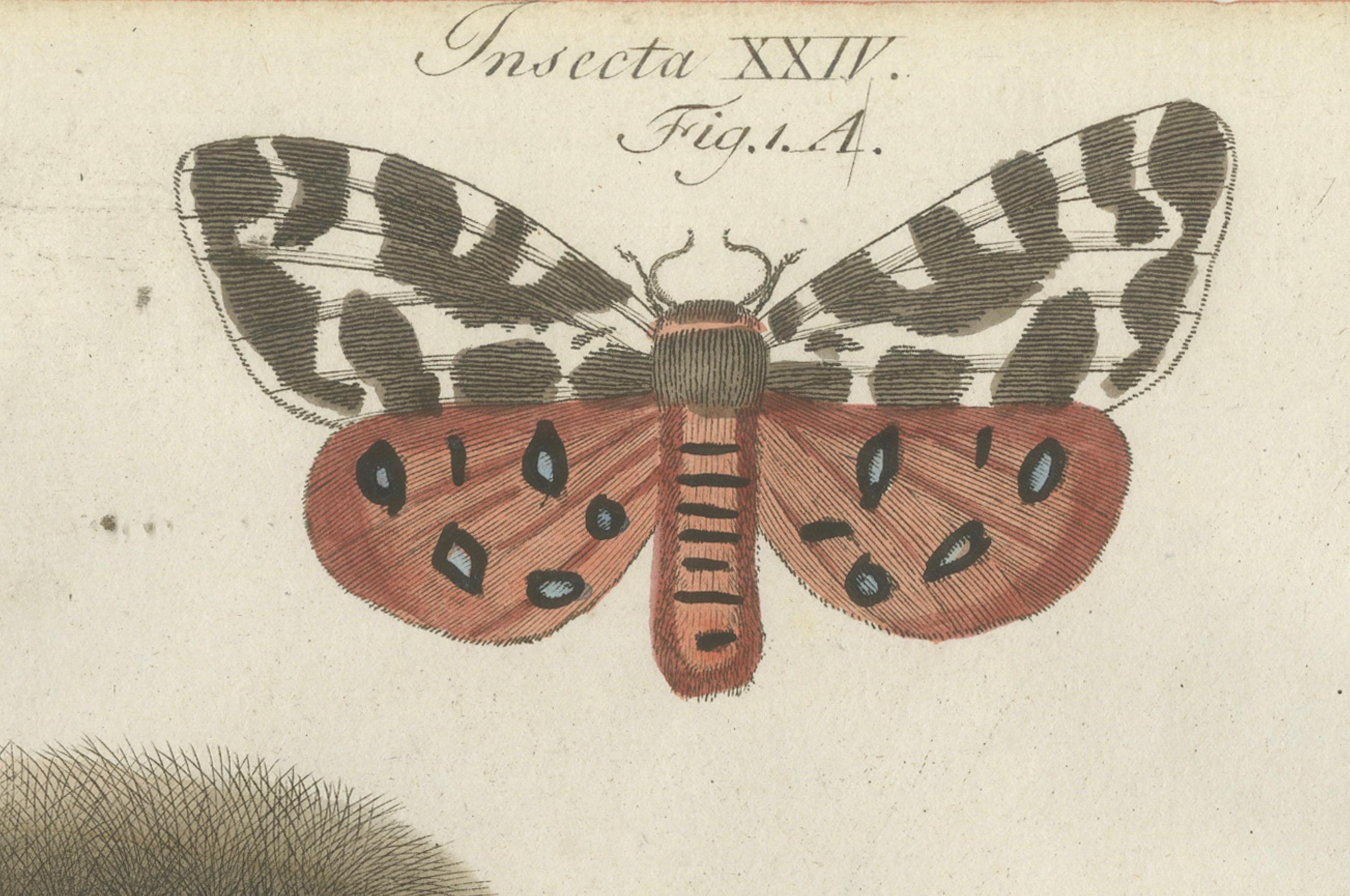 Planche entomologique du XVIIIe siècle coloriée à la main - Stades de vie des papillons de nuit et chenilles Bon état - En vente à Langweer, NL