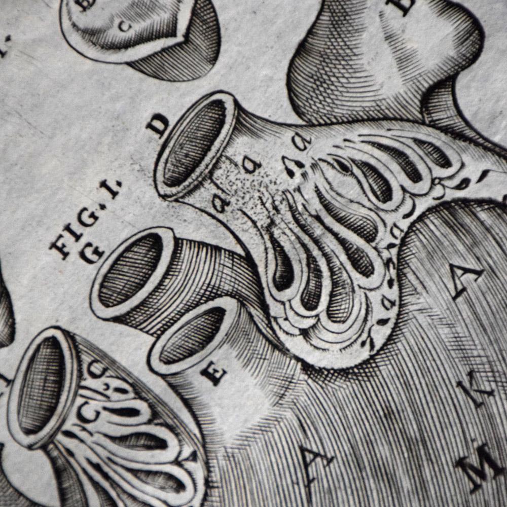 Italian 18th Century Human Body Medical Lithograph Prints