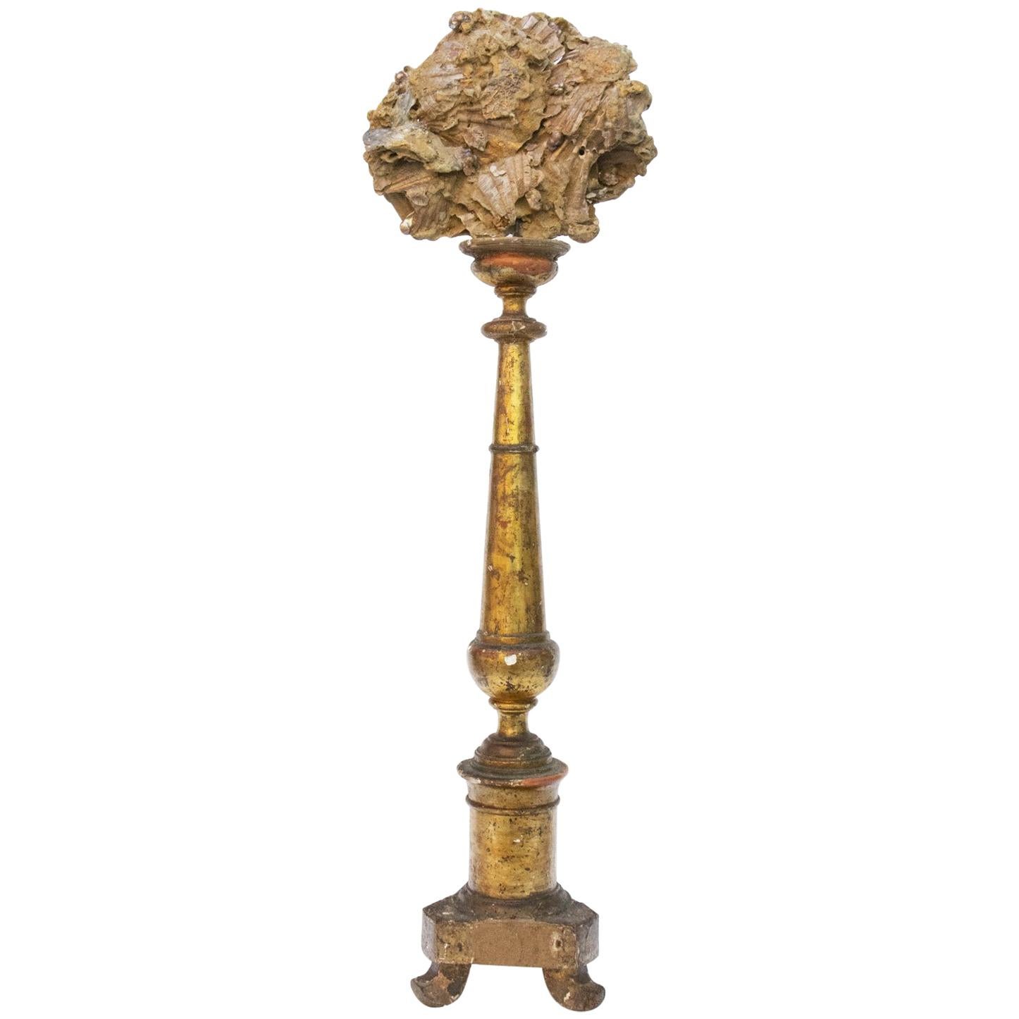 18th Century Italian Altar Stick with a Chesapecten Fossil Scallop Shell & Pearl