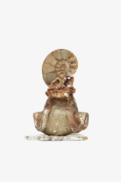 18th Century Italian Bases with Polished Fossil Ammonites