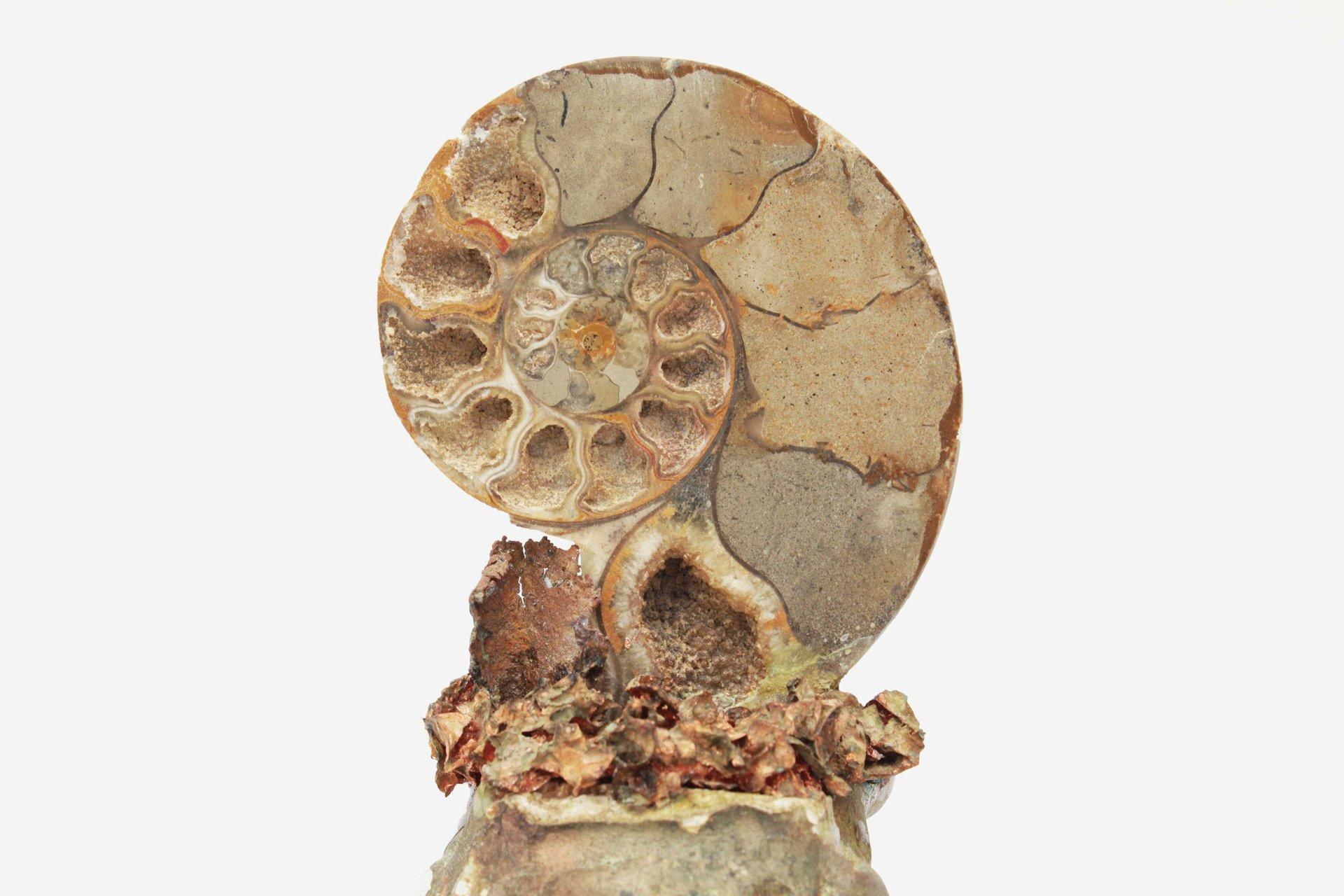 18th Century Italian Bases with Polished Fossil Ammonites For Sale 2
