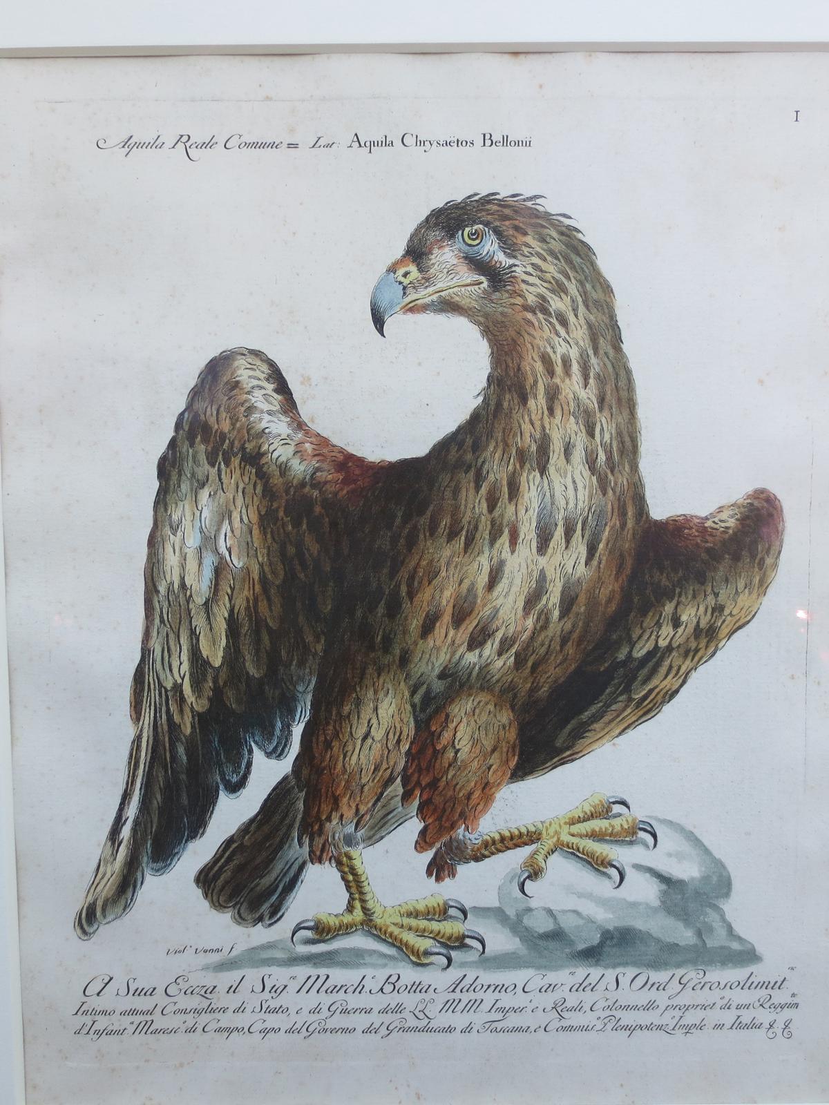 18th century Italian hand colored etching of the common golden eagle by Violante Vanni, Plate I from the 