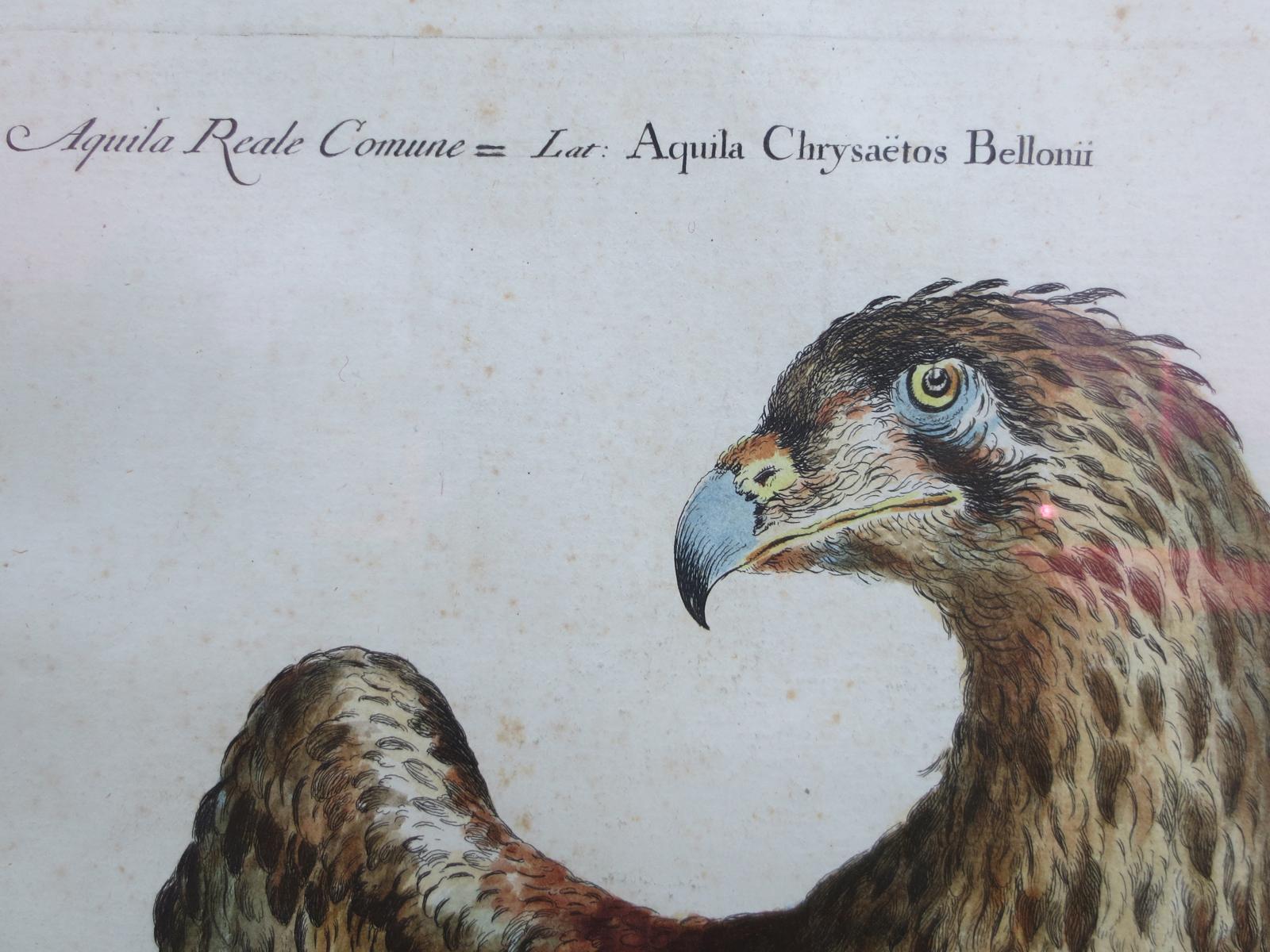 18th Century Italian Etching of the Common Golden Eagle by Violante Vanni In Good Condition For Sale In Atlanta, GA
