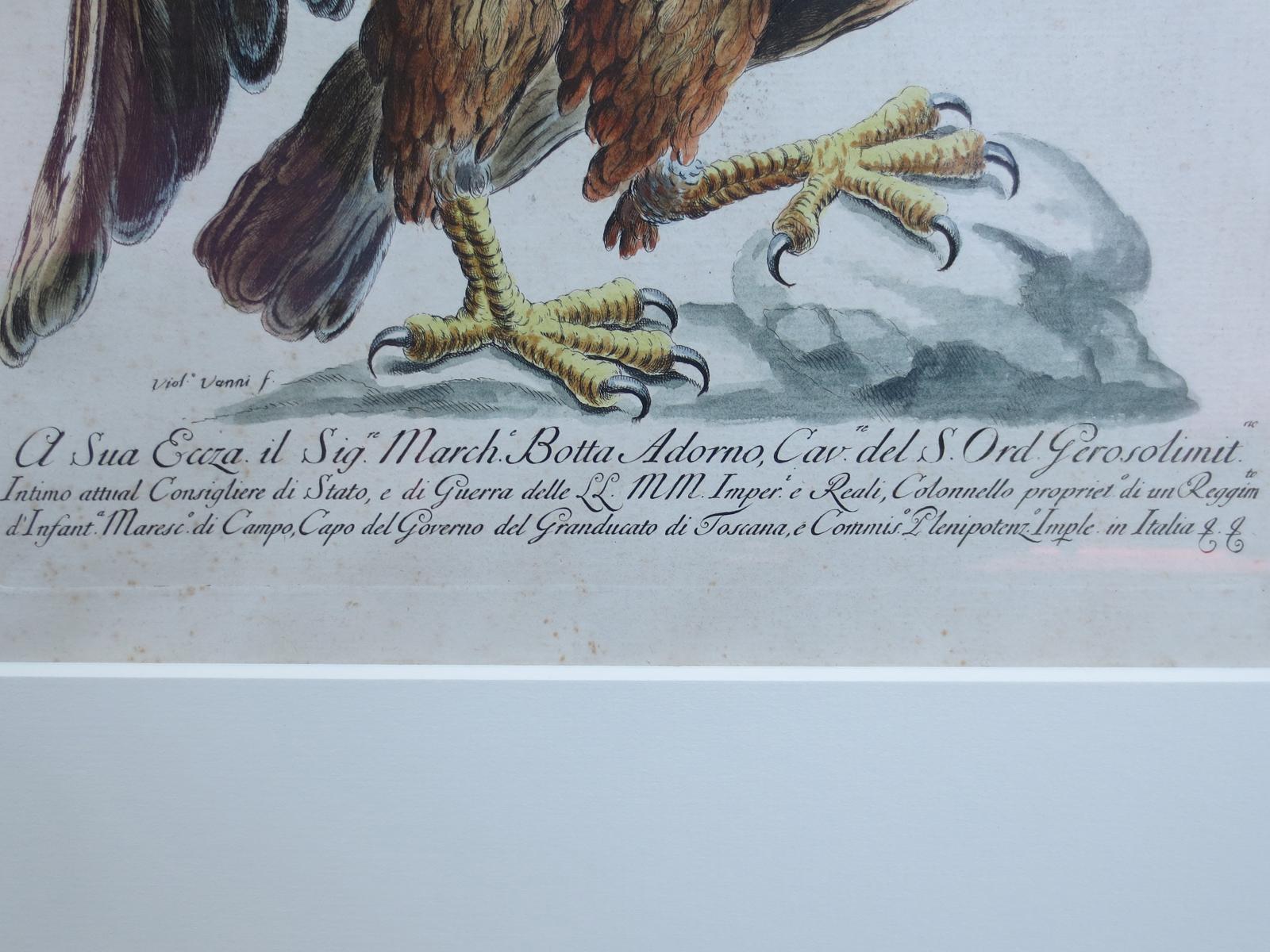 18th Century and Earlier 18th Century Italian Etching of the Common Golden Eagle by Violante Vanni For Sale