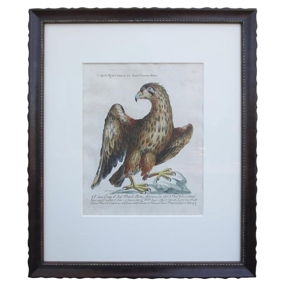 18th Century Italian Etching of the Common Golden Eagle by Violante Vanni For Sale
