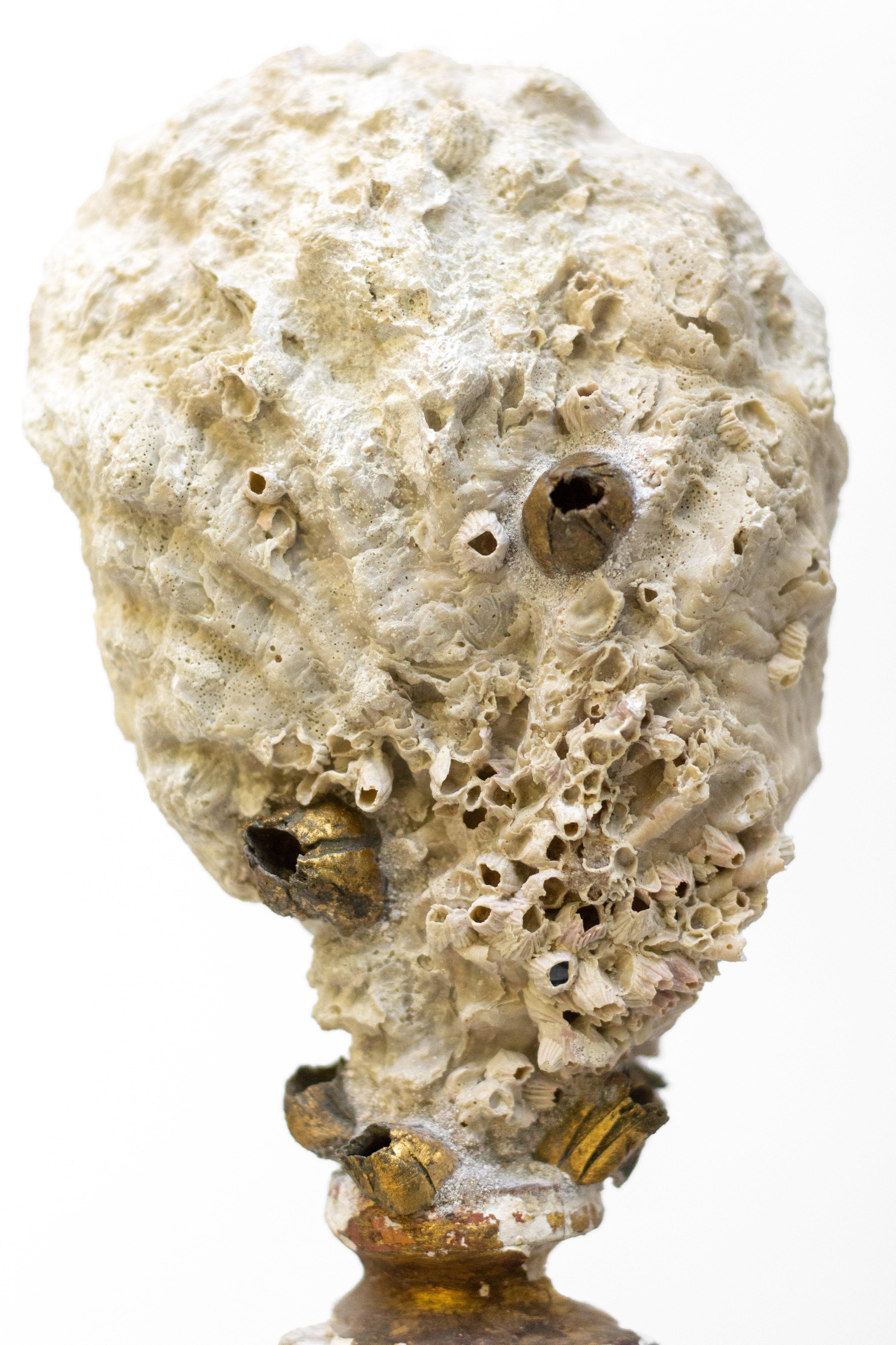 Sculptural 18th century Italian candlestick with a fossil clam shell and gold leaf barnacles mounted on a cut rock coral base.

The hand-carved, 18th century candlestick originally came from a church in Tuscany. It is mounted on a cut and fossilized