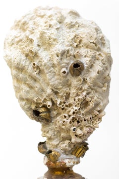 Frammento italiano del XVIII secolo con conchiglia fossile su base di corallo di roccia tagliato