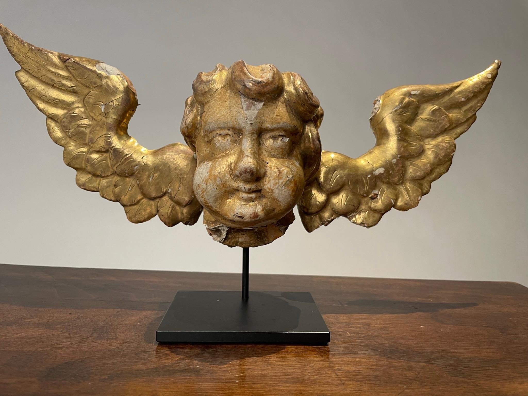Charmant putto italien du XVIIIe siècle en bois doré avec des ailes, monté sur une base en acier noir. Probablement partie d'un panneau en relief à l'origine, avec les anciens clous forgés à la main encore visibles au dos. Whiting surface, le blanc