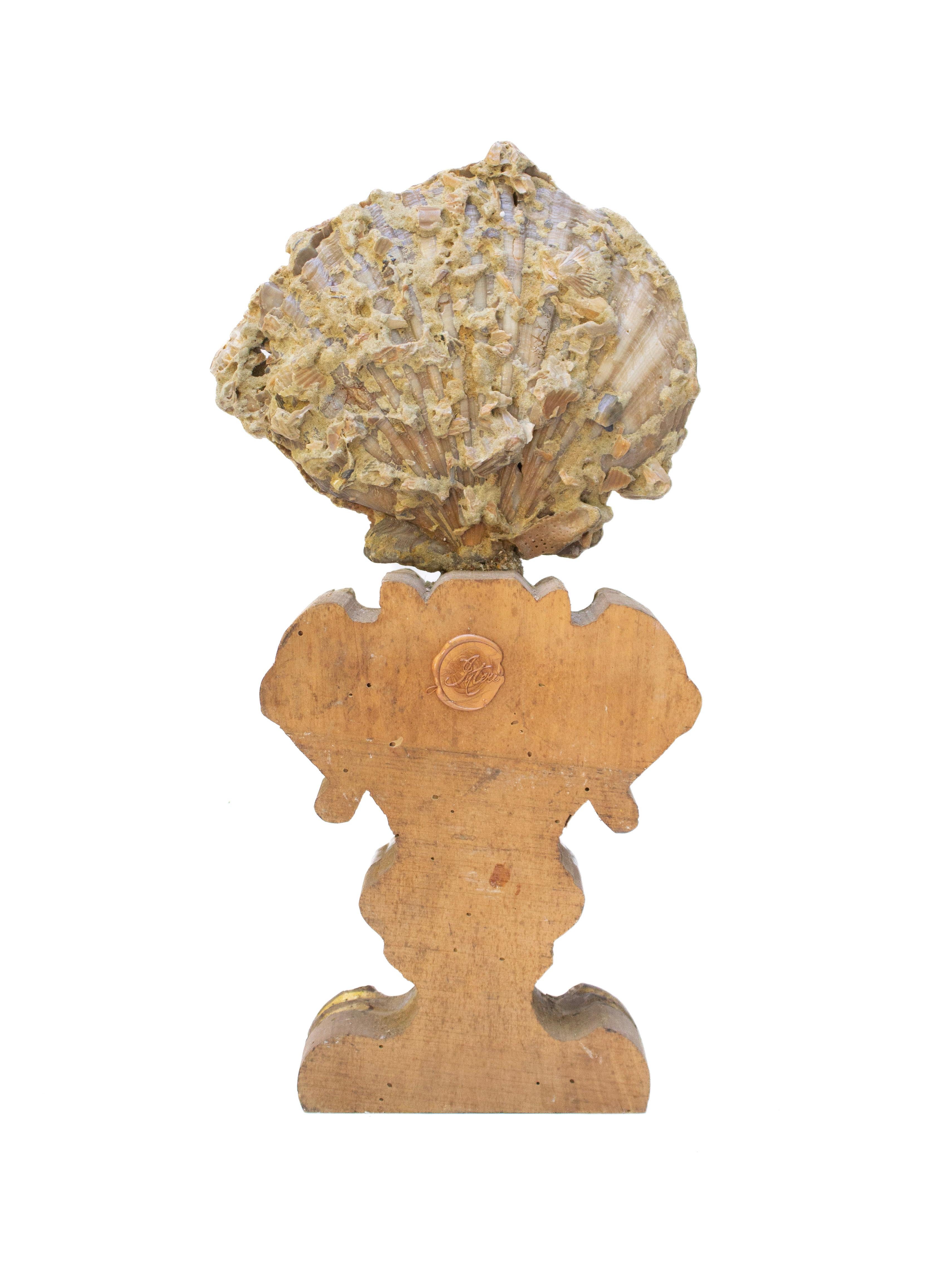 18th Century Italian Giltwood Base with a Chesapecten Fossil Shell Formation For Sale 4