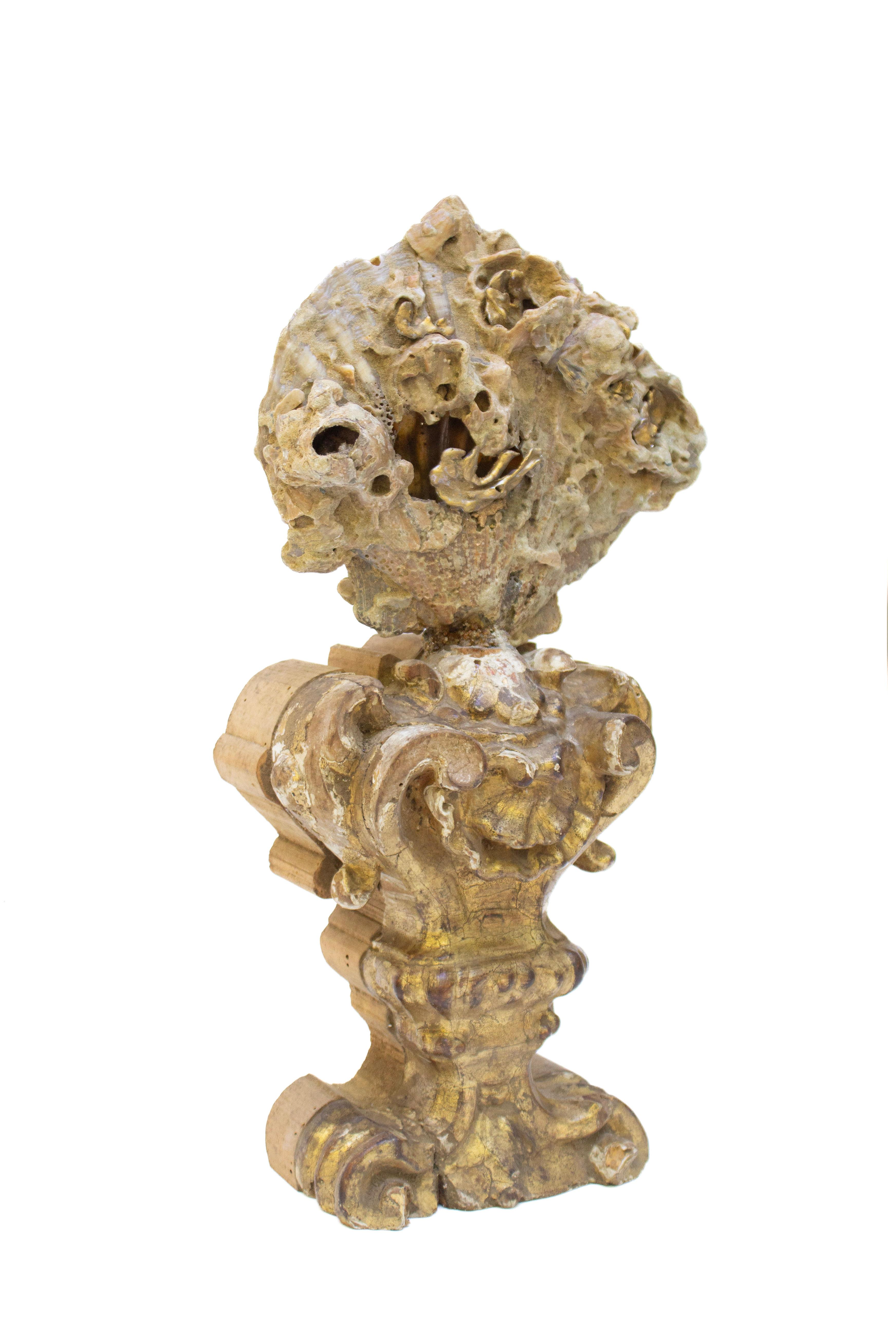 18th Century and Earlier 18th Century Italian Giltwood Base with a Chesapecten Fossil Shell Formation For Sale