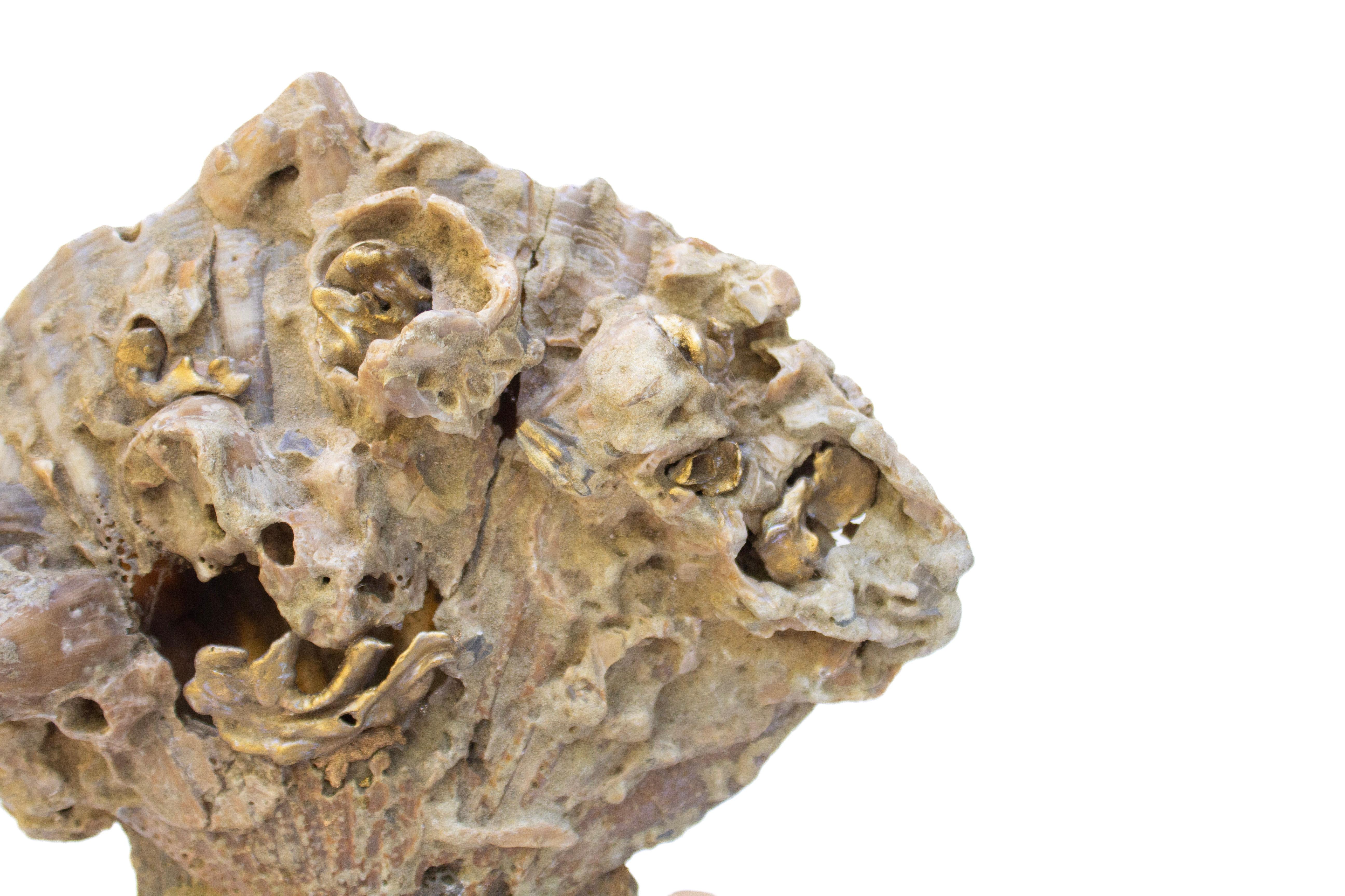 18th Century Italian Giltwood Base with a Chesapecten Fossil Shell Formation For Sale 2