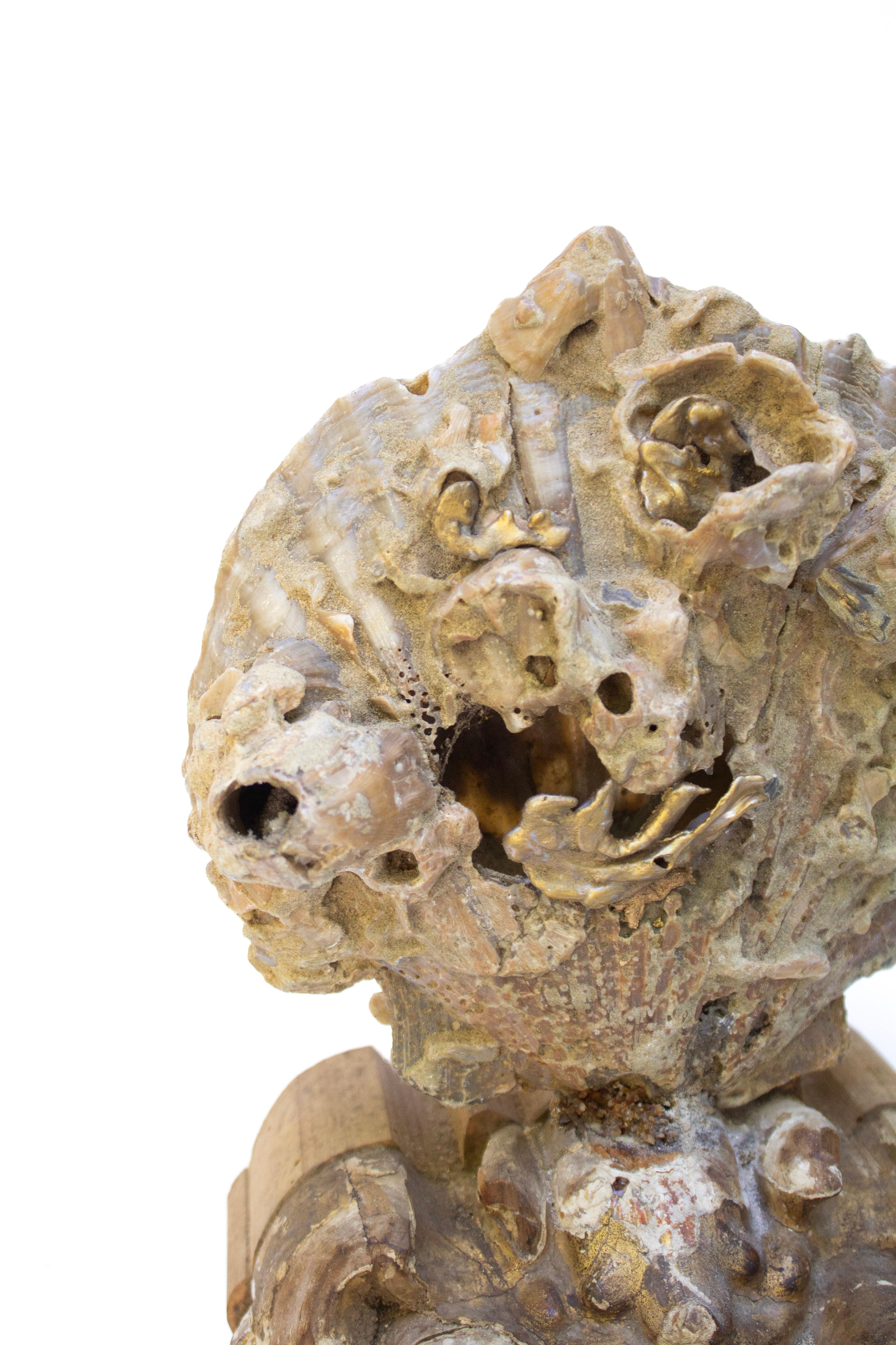 18th Century Italian Giltwood Base with a Chesapecten Fossil Shell Formation For Sale 3