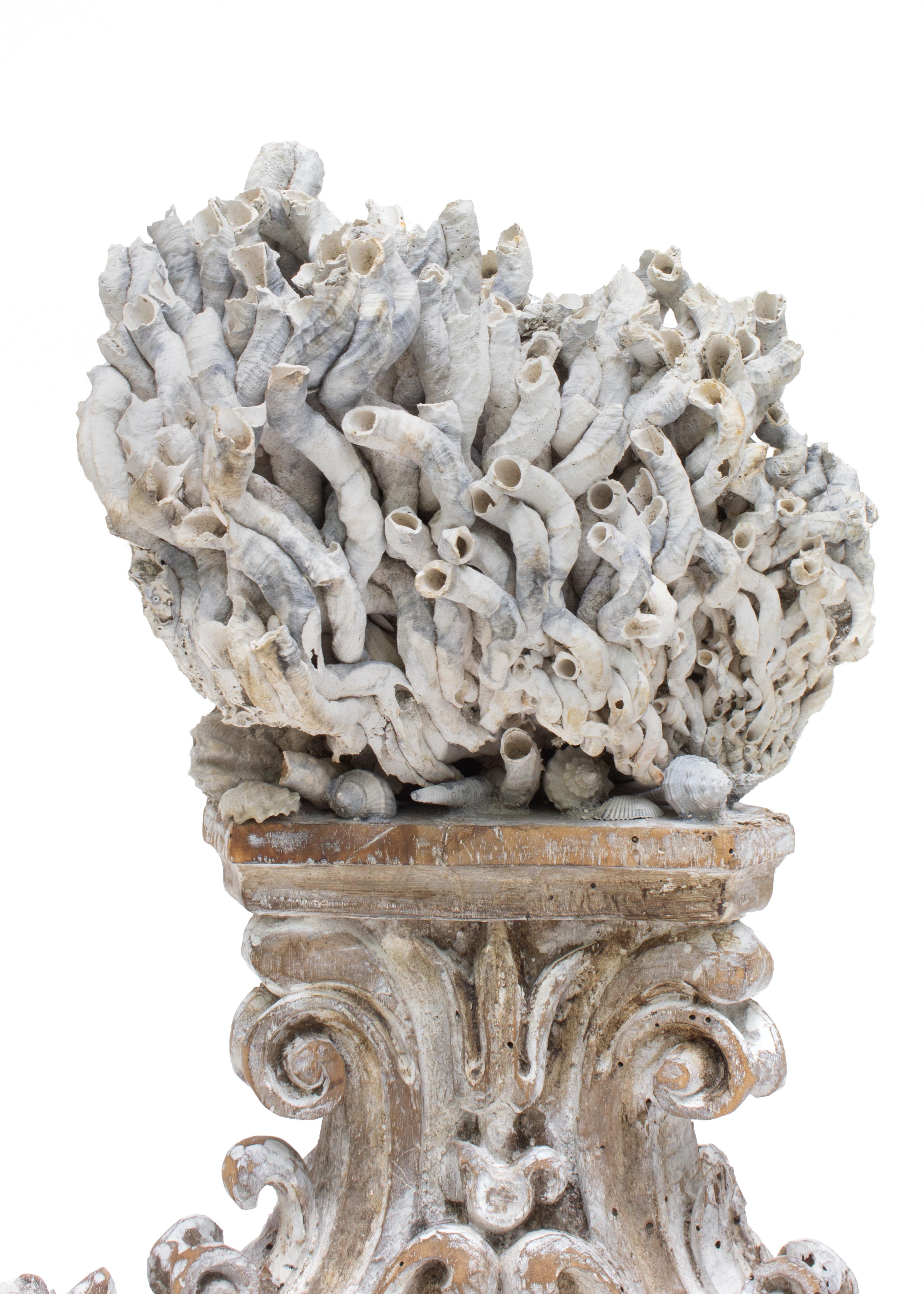 18th century Italian hand carved base with a rare form of siliquaria and coordinating fossil shells. The Rococo base originated from a church in Tuscany and the unusual floral head of siliquaria came from Florida. Each applied shell is individually