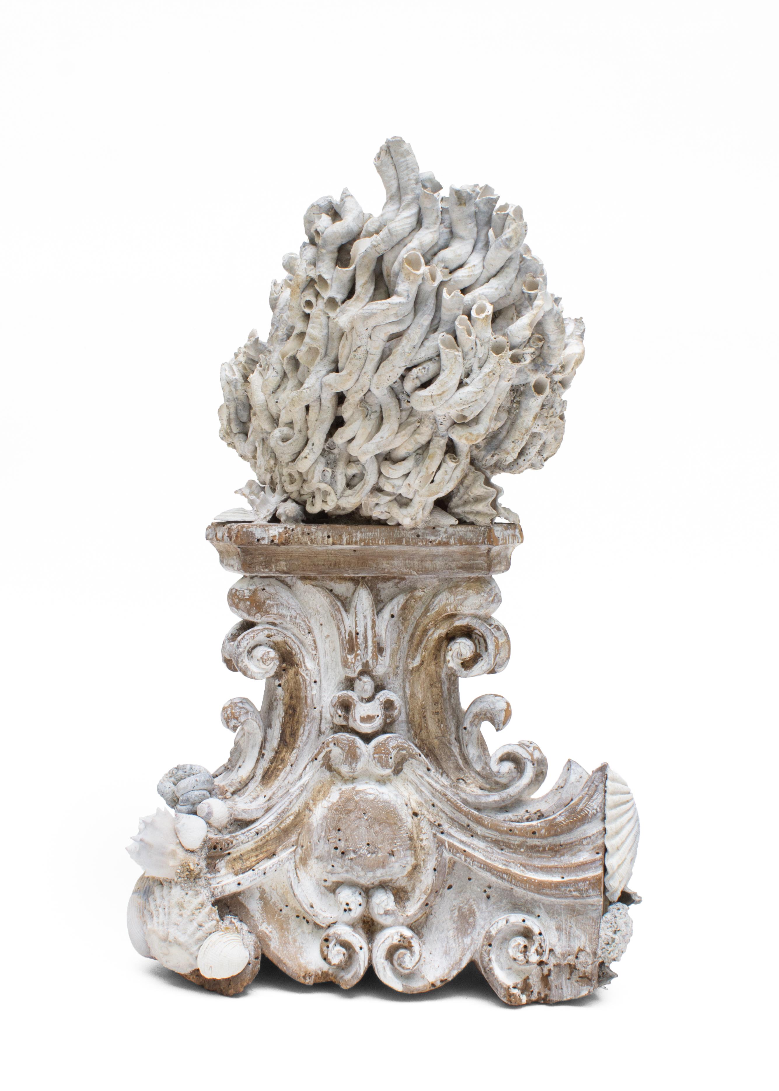 Hand-Carved 18th Century Italian Hand Carved Base with Siliquaria and Fossil Shells