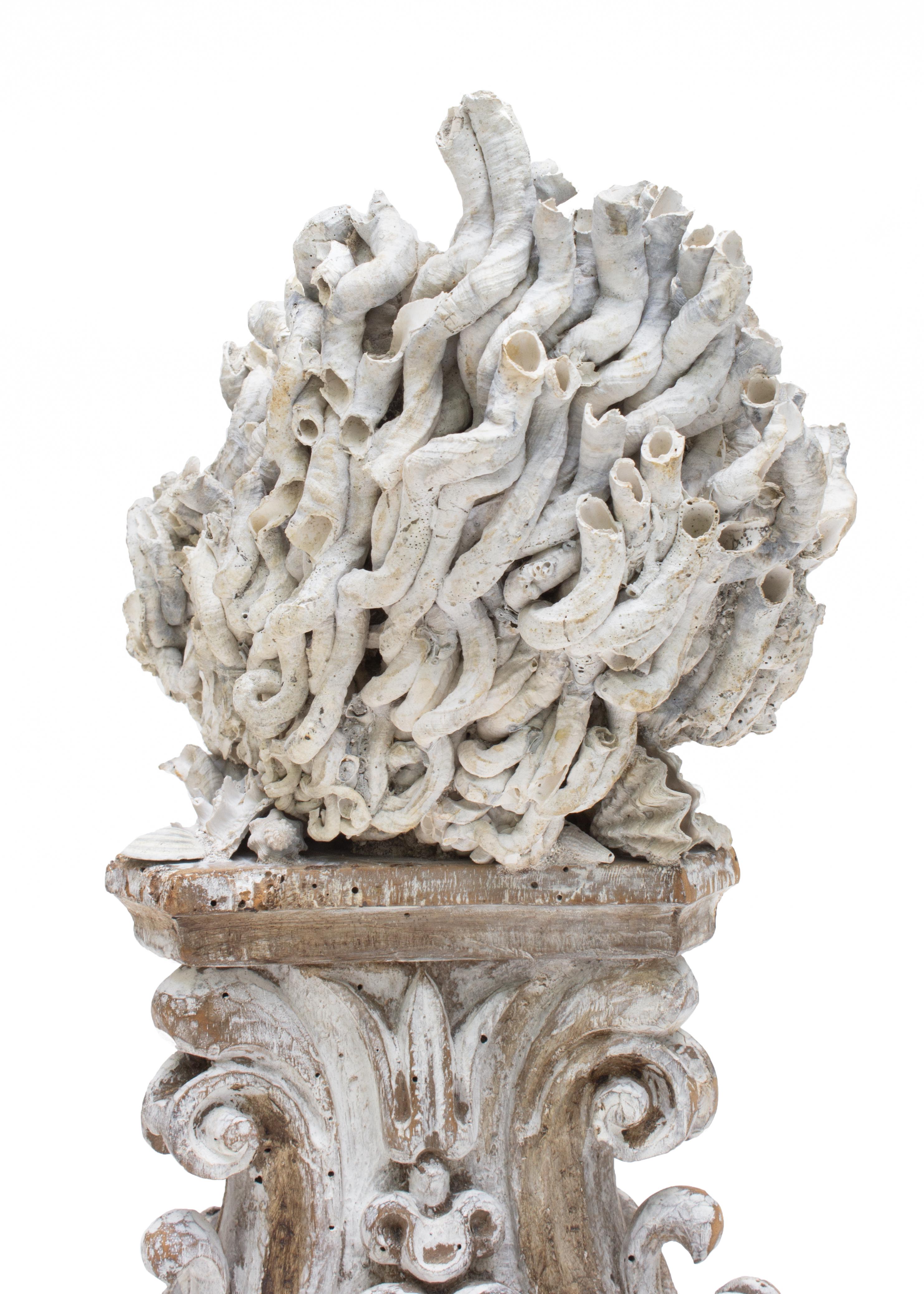 18th Century Italian Hand Carved Base with Siliquaria and Fossil Shells In Fair Condition In Dublin, Dalkey