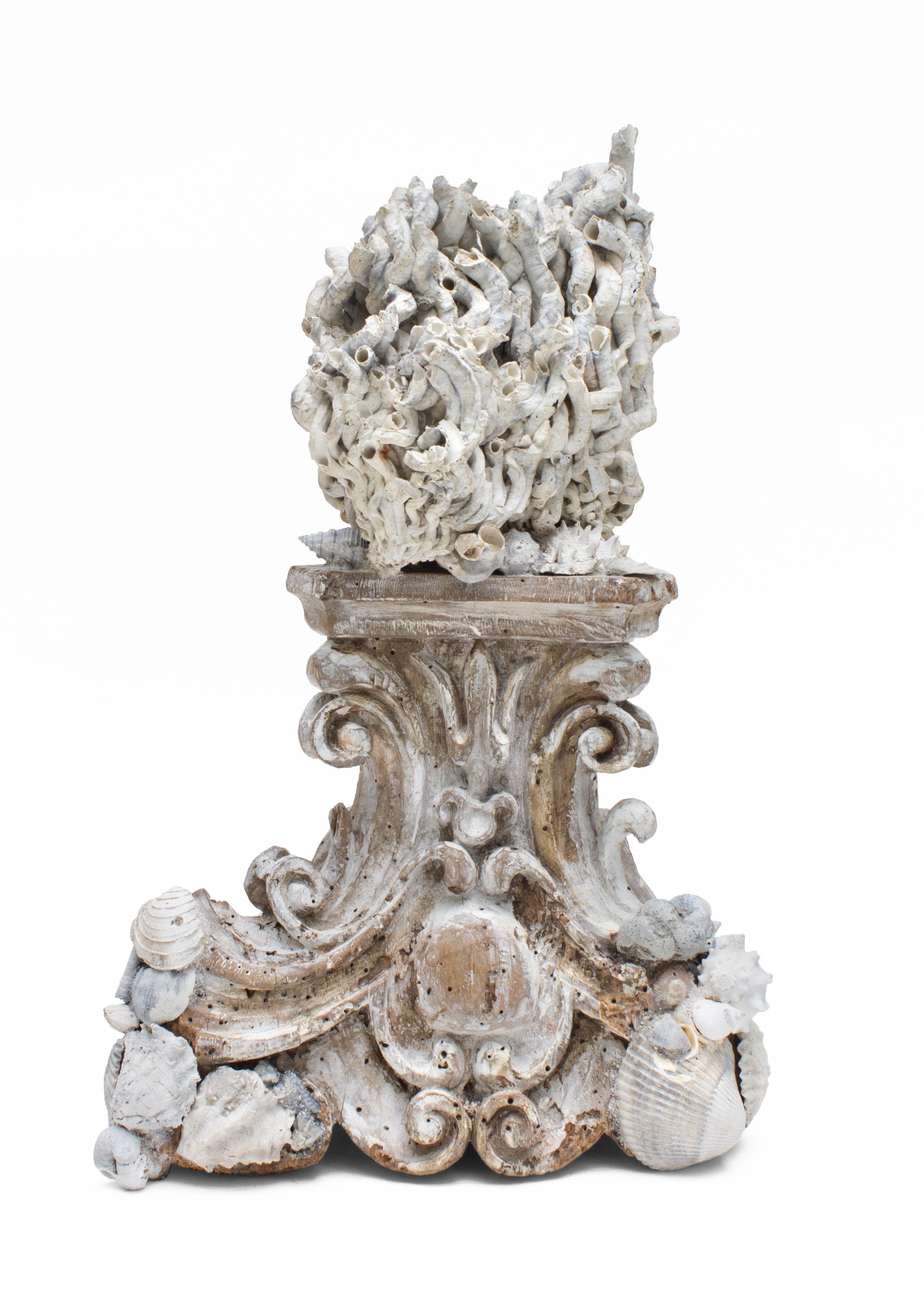18th Century and Earlier 18th Century Italian Hand Carved Base with Siliquaria and Fossil Shells