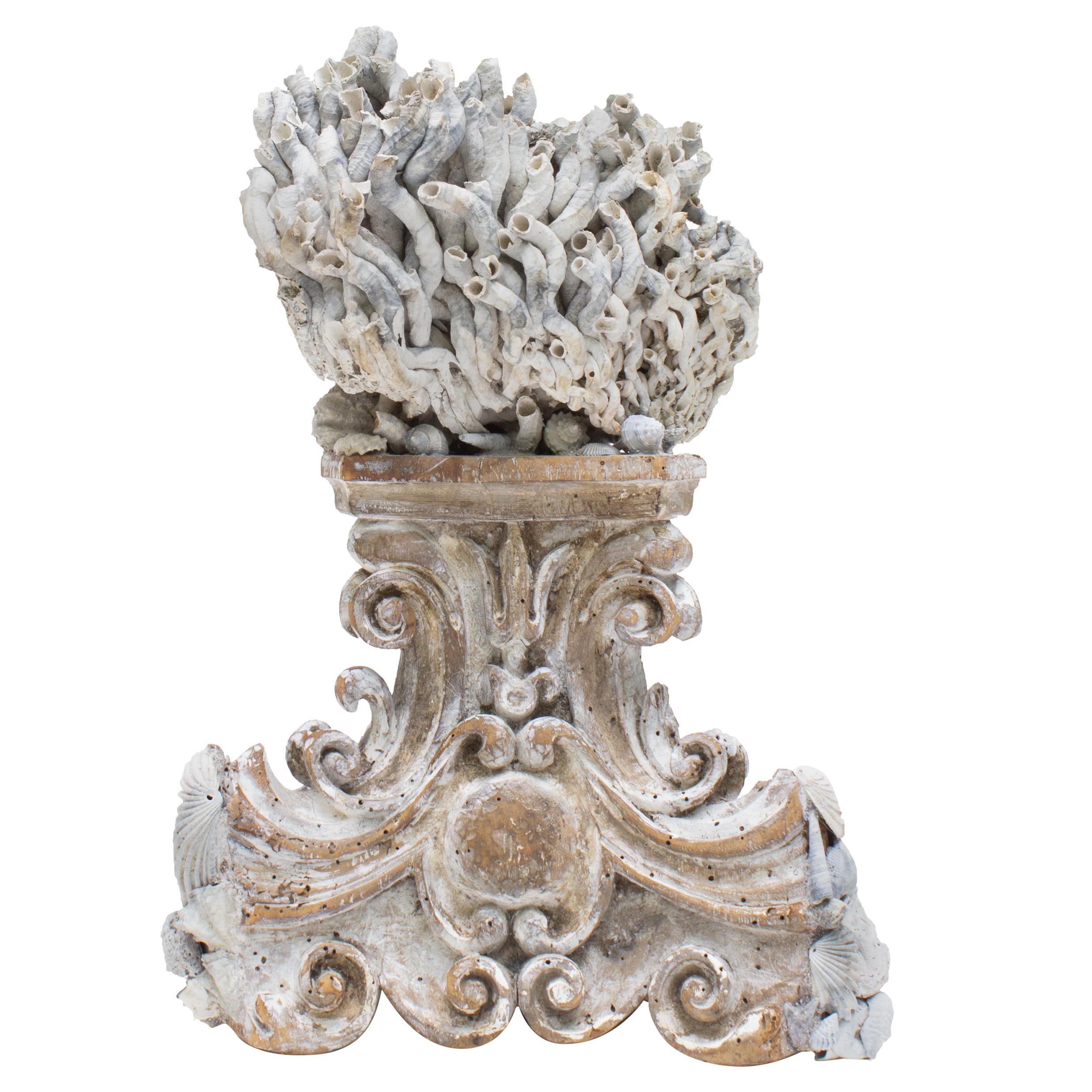 18th Century Italian Hand Carved Base with Siliquaria and Fossil Shells