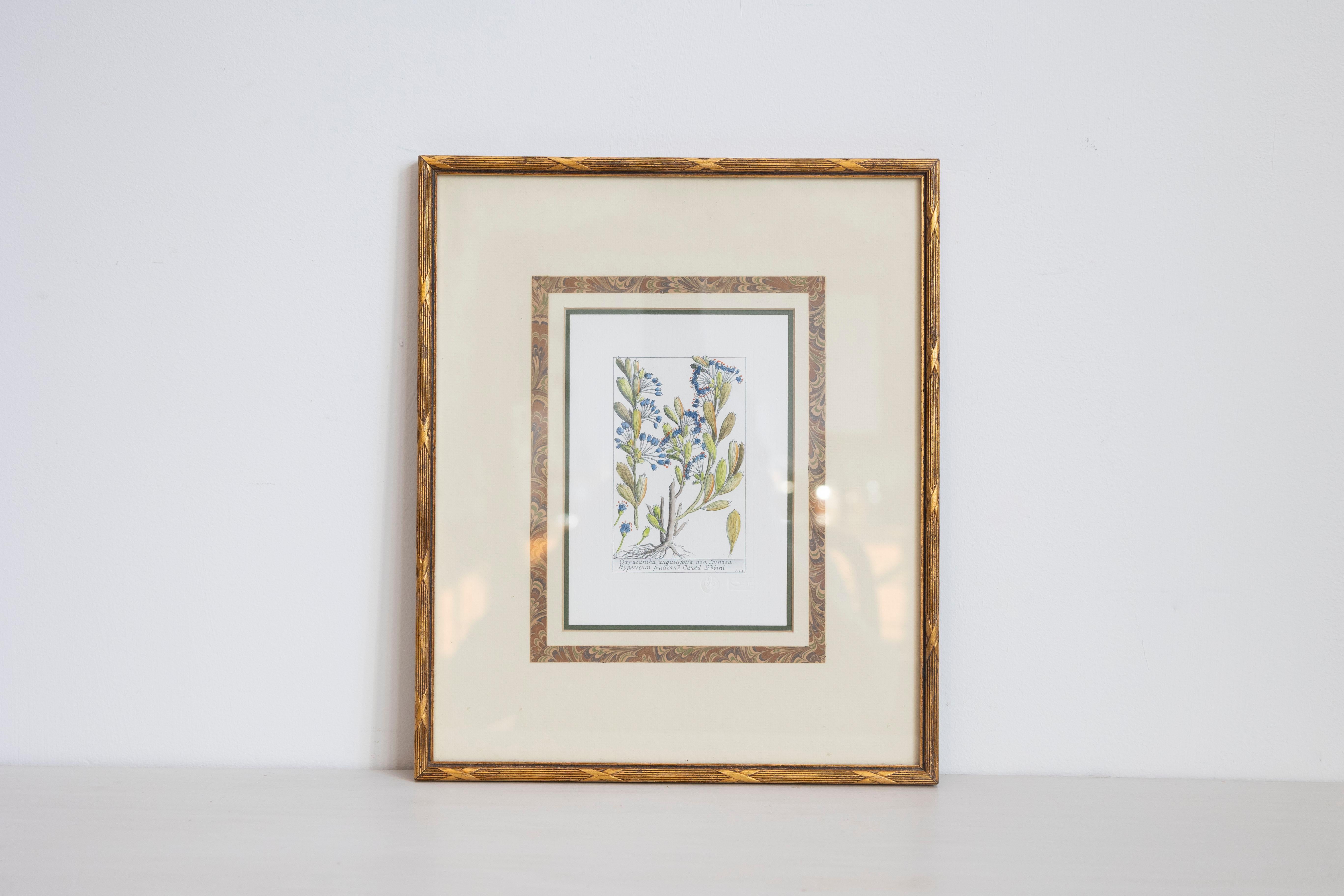 A delicate hand-colored botanical engraving from the late 18th century, of Italian origin. This refined illustration features Hypericum fruticans and Oxyacantha angustifolia non spinosa, drawn with remarkable precision and a keen eye for botanical