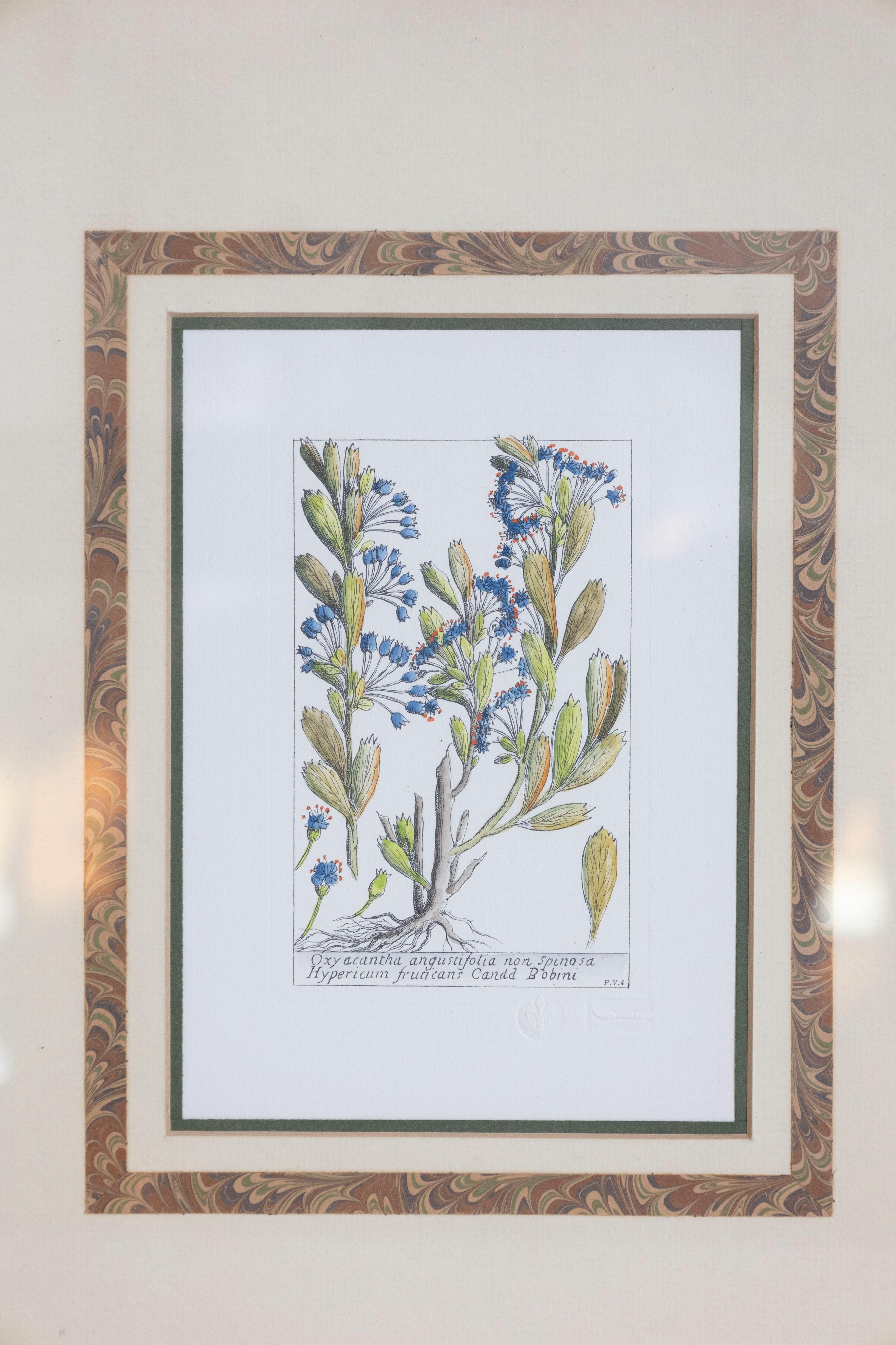 Hand-Painted 18th Century Italian Hand-Colored Botanical Engraving of Hypericum and Oxyacanth For Sale