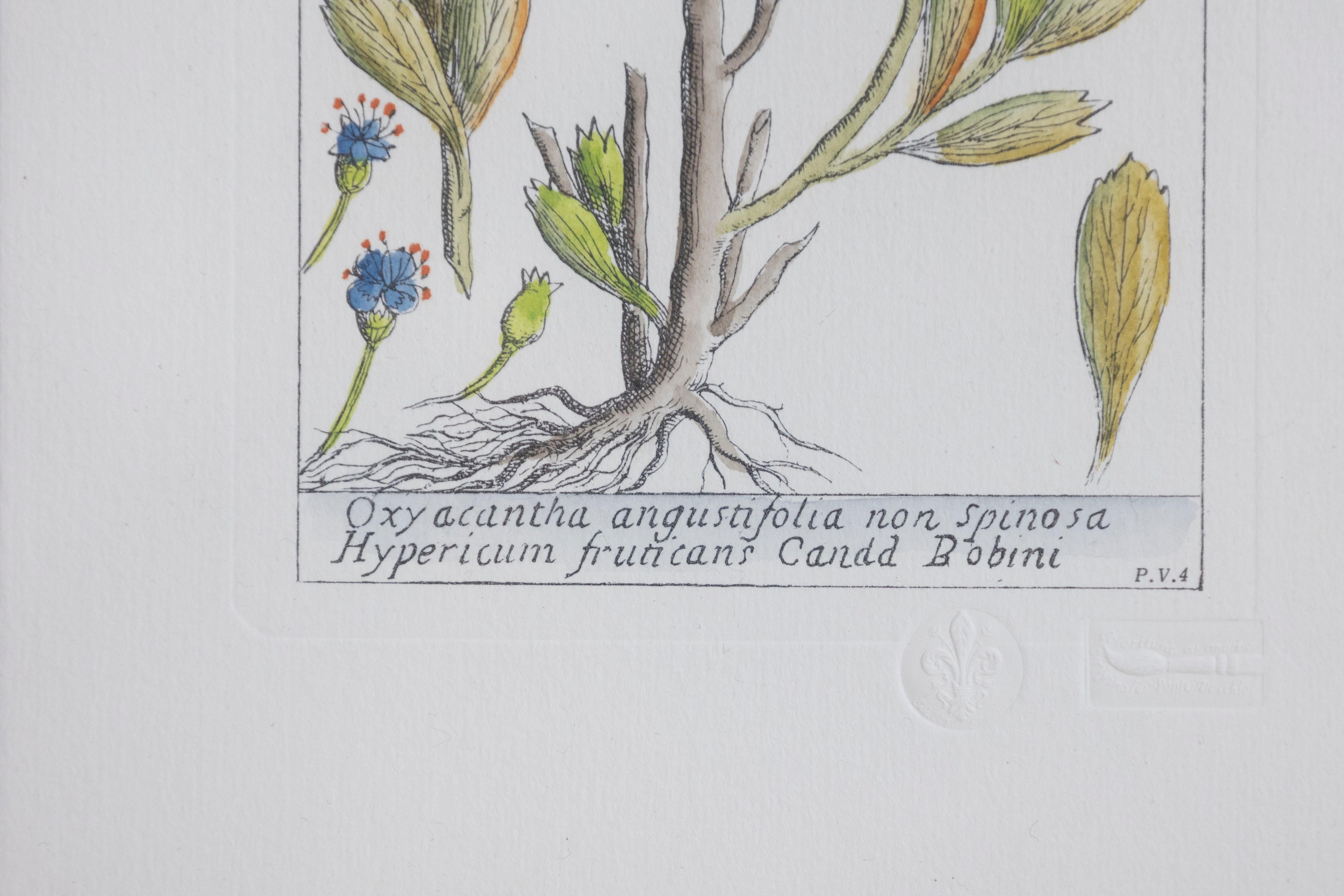 18th Century Italian Hand-Colored Botanical Engraving of Hypericum and Oxyacanth In Good Condition For Sale In Atlanta, GA